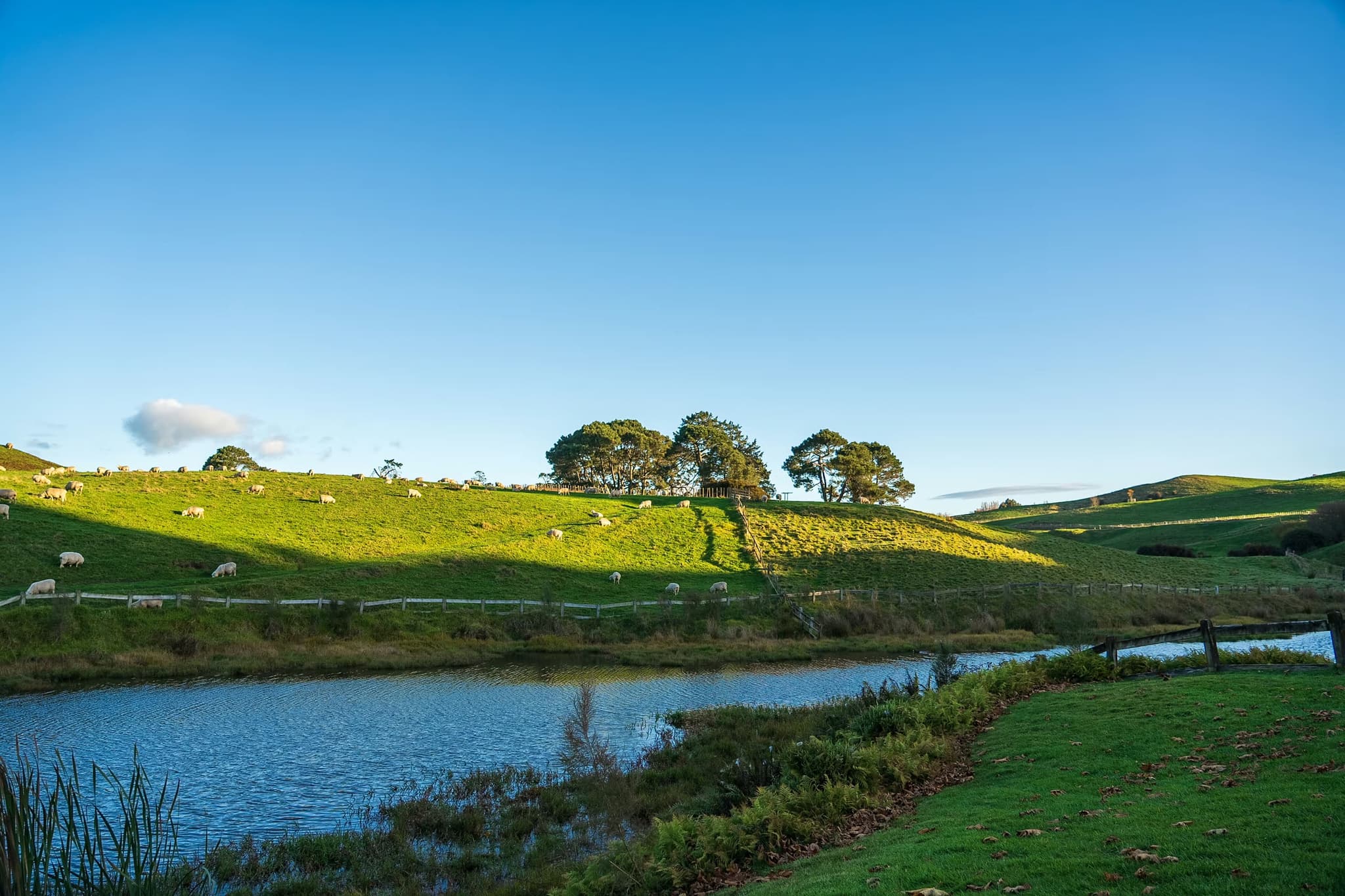A serene landscape with a clear blue sky, rolling green hills dotted with grazing sheep, and a tranquil pond in the foreground, evoking peace.