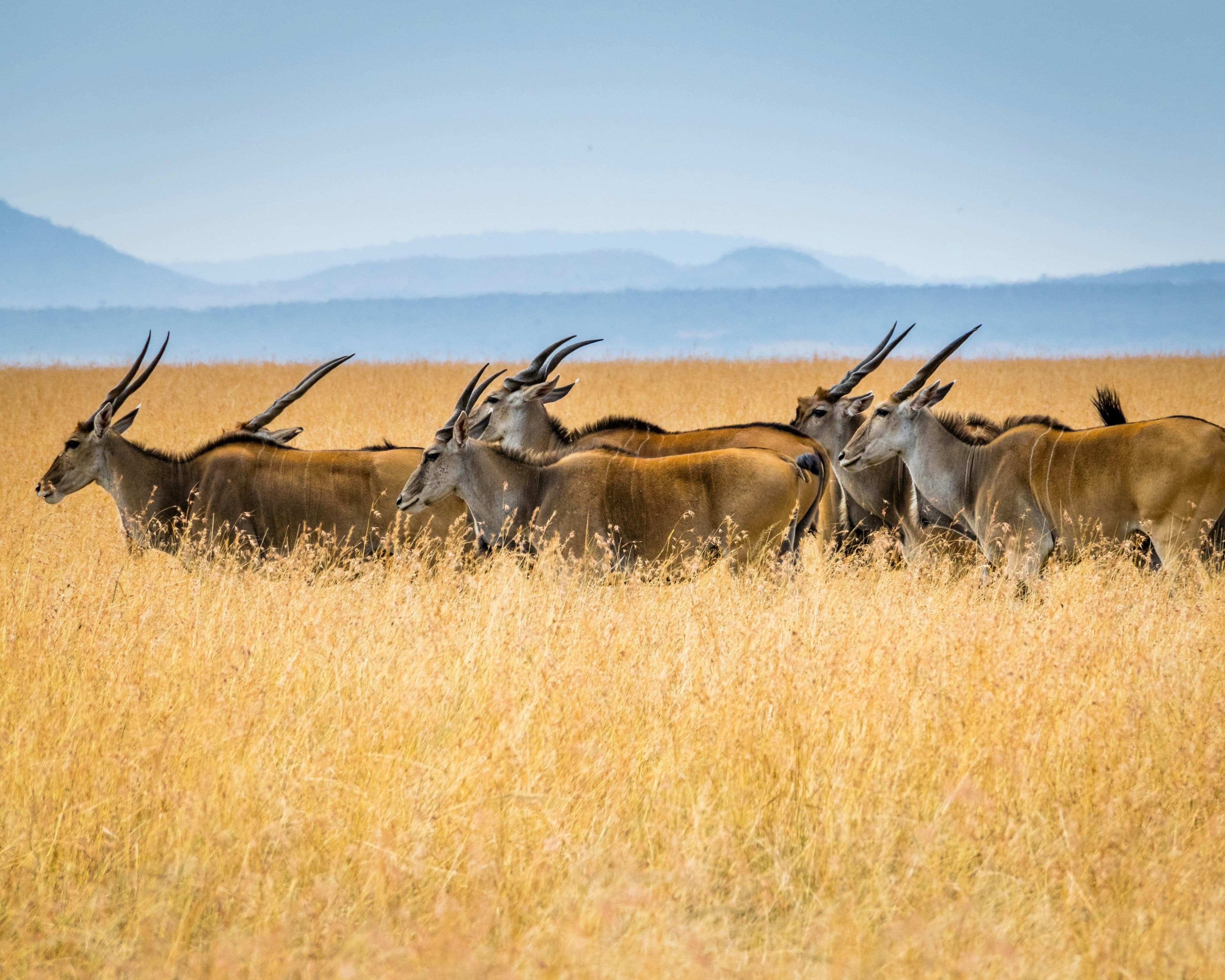antelope on a grassy plain safari