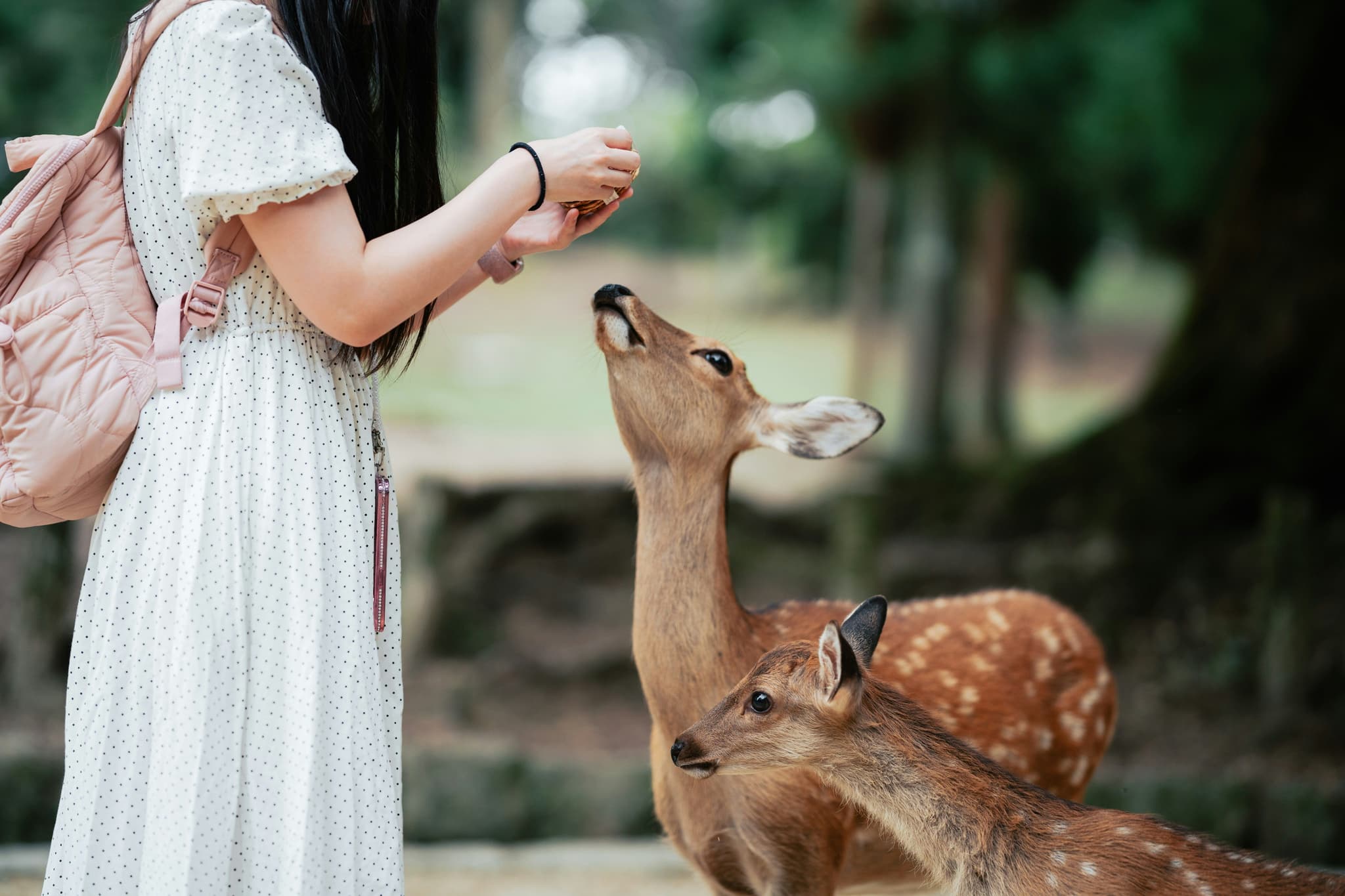 A woman feeding two deer in Nara