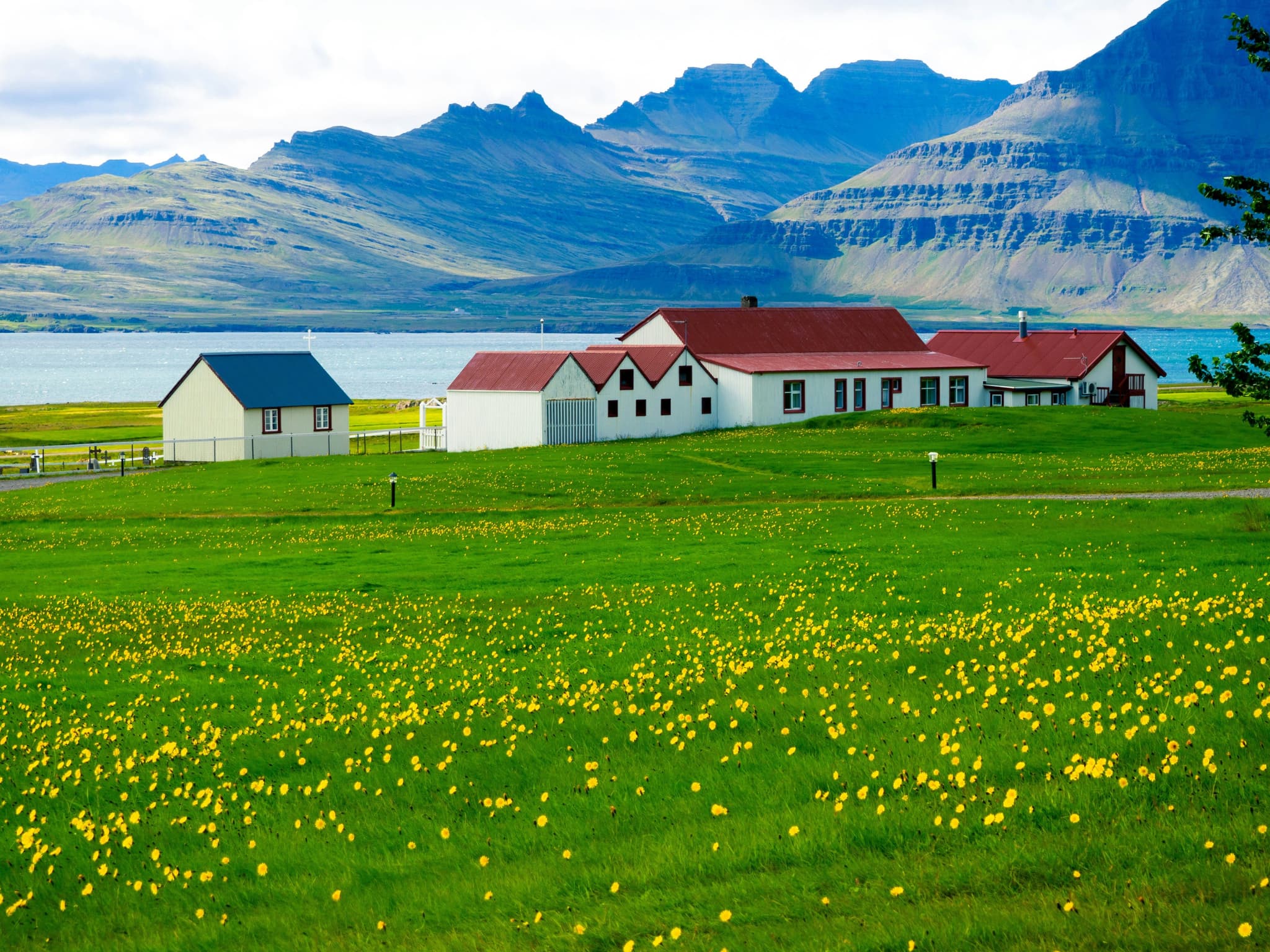 Green field with yellow flowers and small houses in Iceland near a lake and mountains