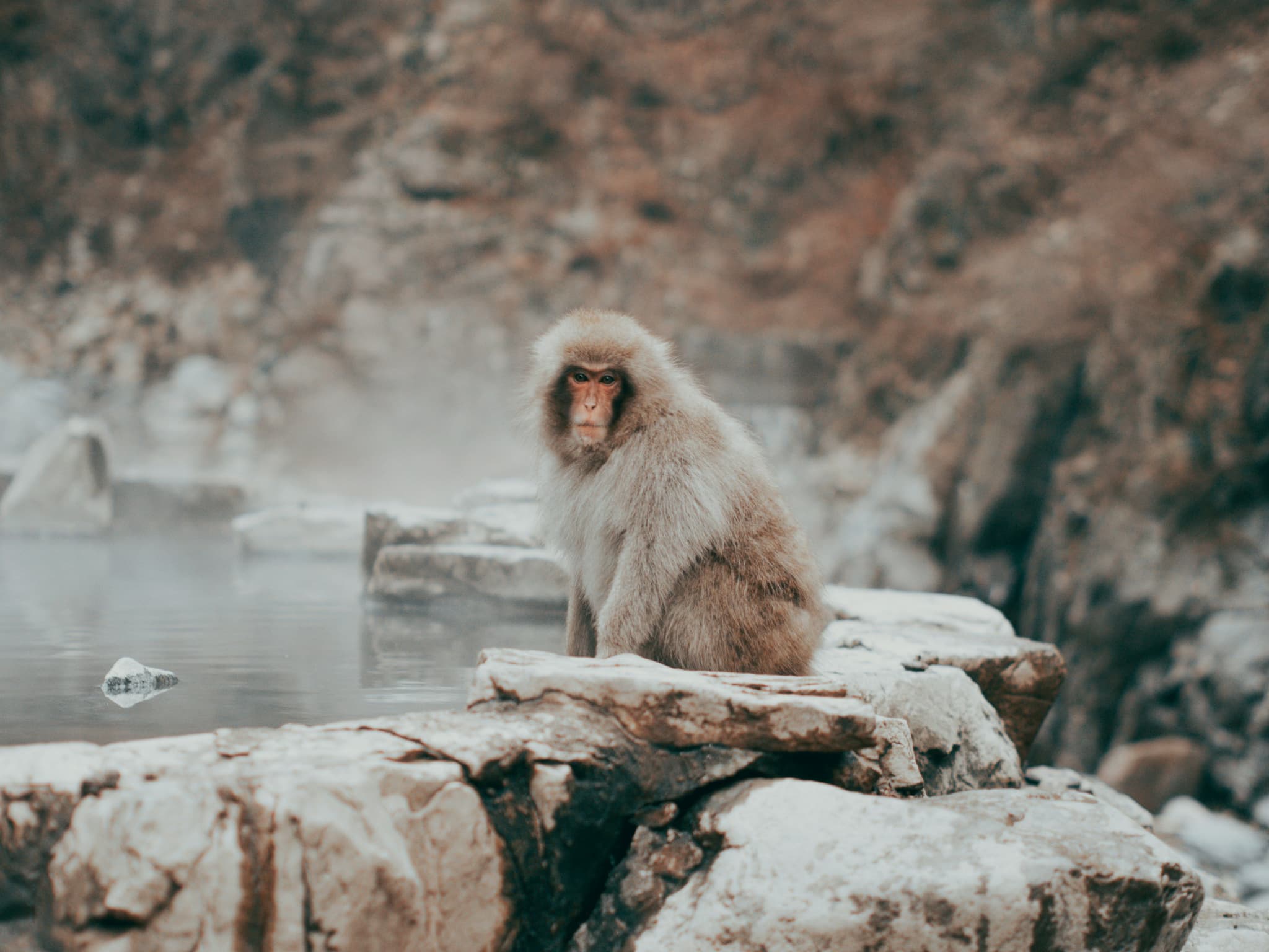 Snow money sitting on the edge of a natural pool
