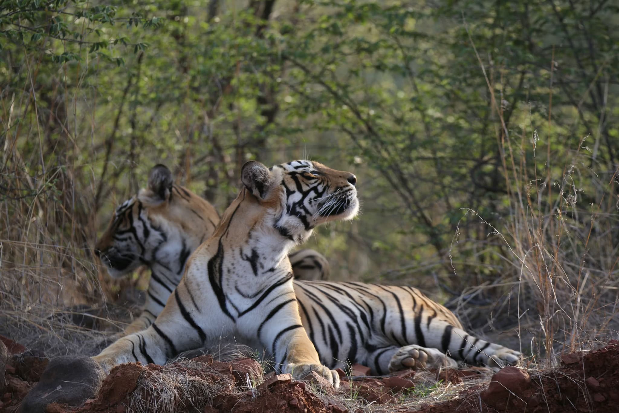 Tiger in Ranthambore National Park