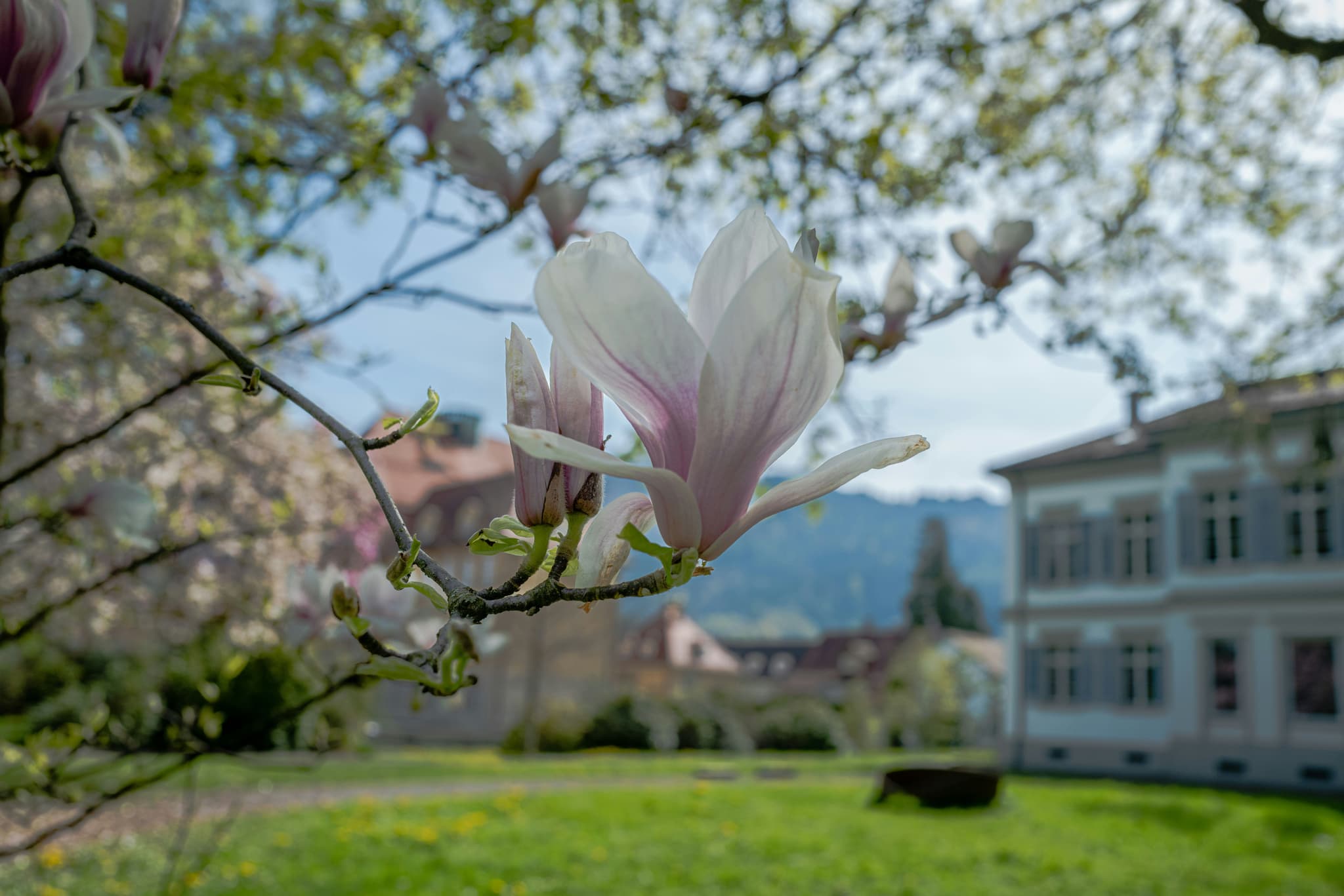 Closeup of a pink flower with a green grass field and building in the background