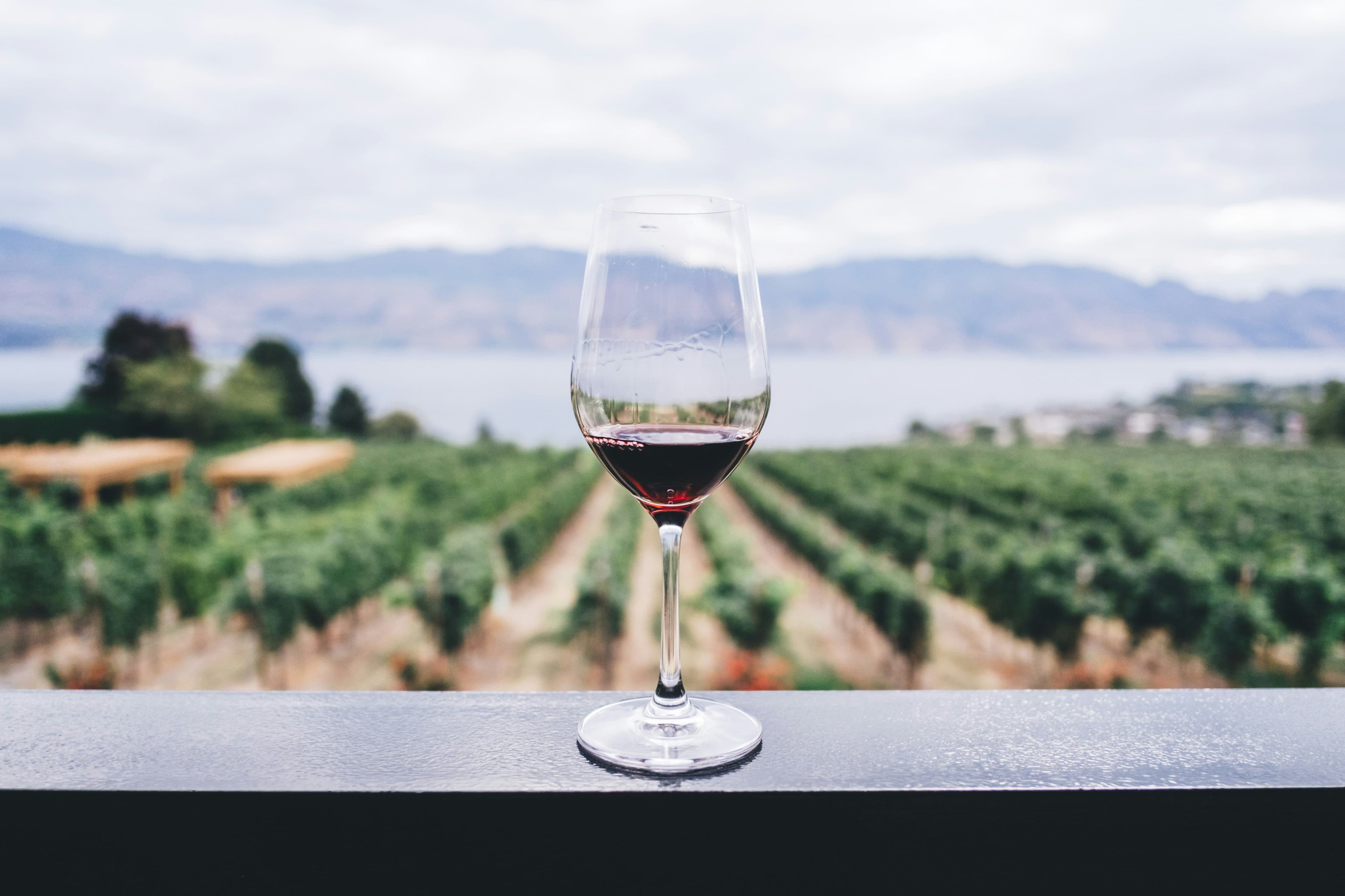 A red wine glass in front of a wine yard