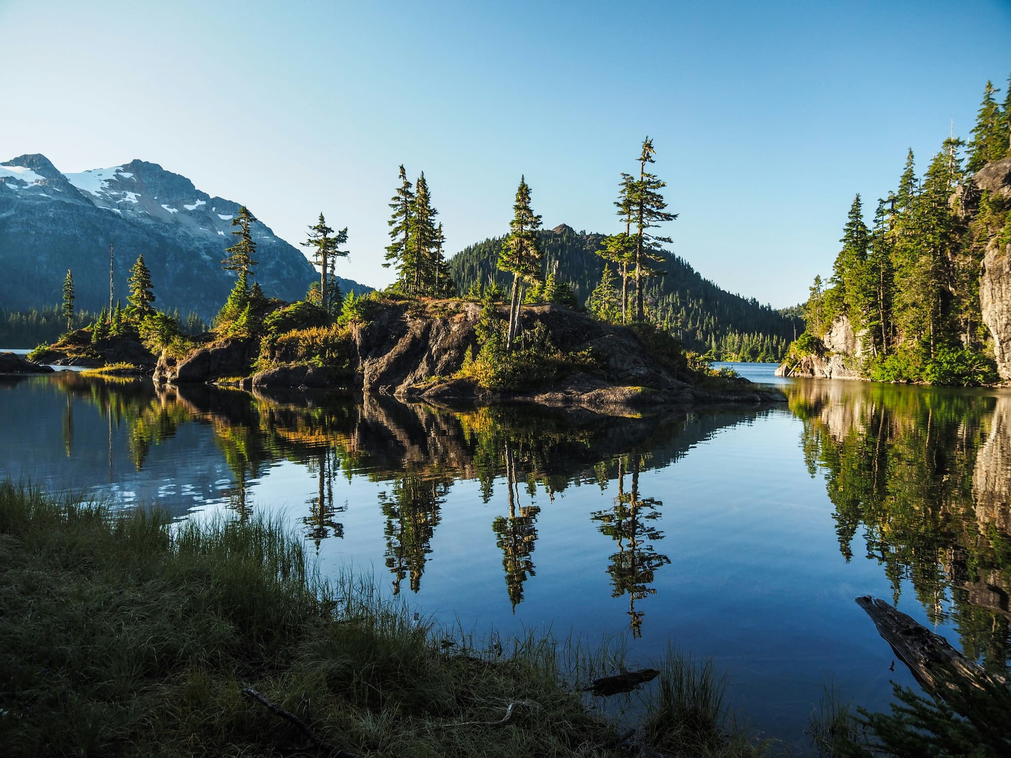 Trees on an island: Vancouver Island