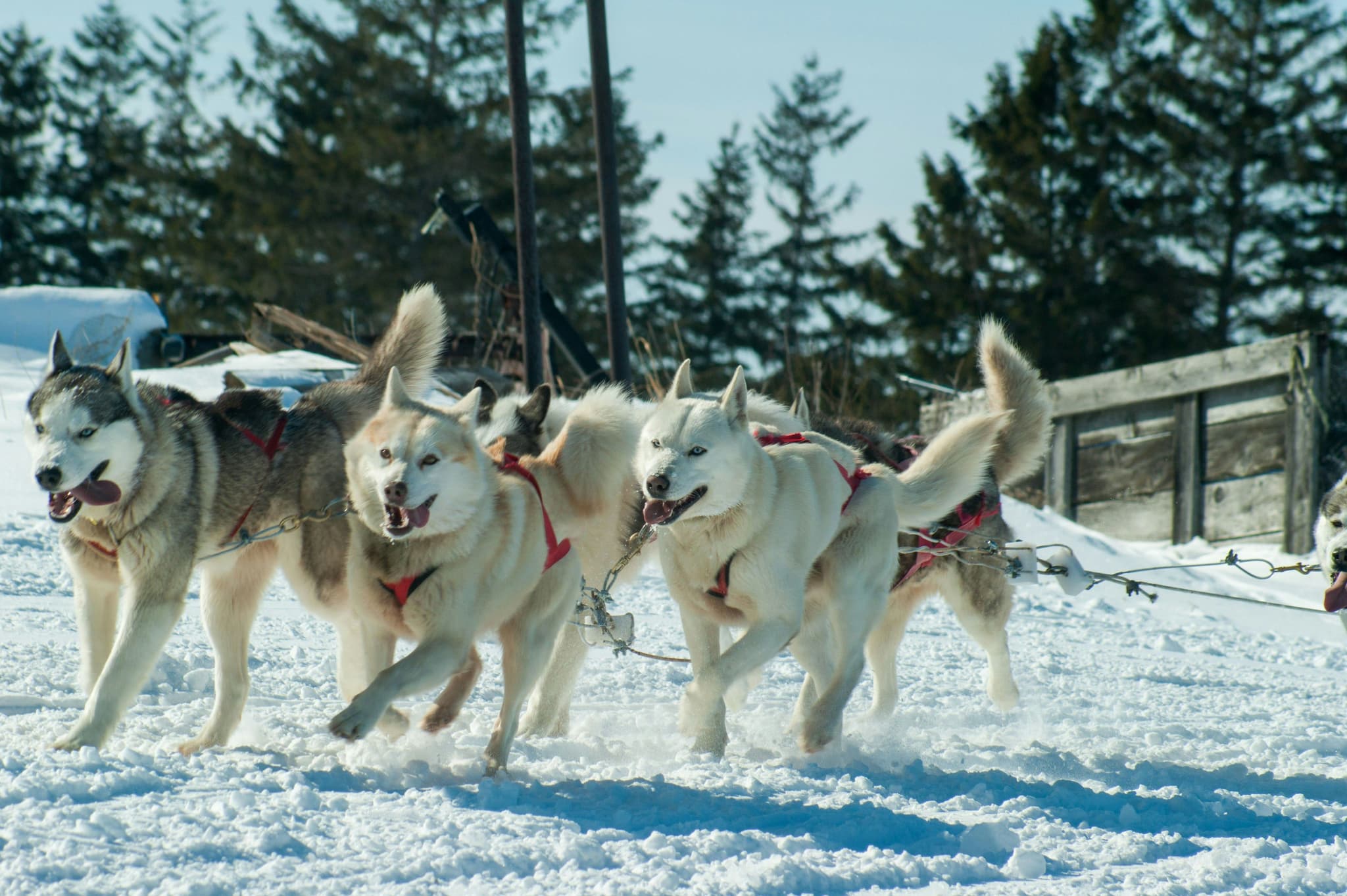Three husky dogs running in the snow
