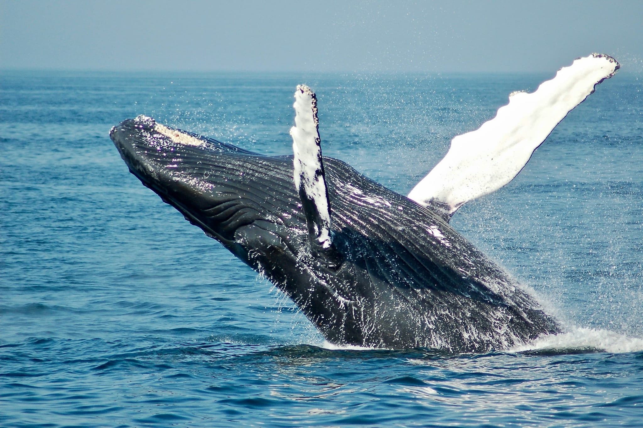 A humpback whale breaching in blue water