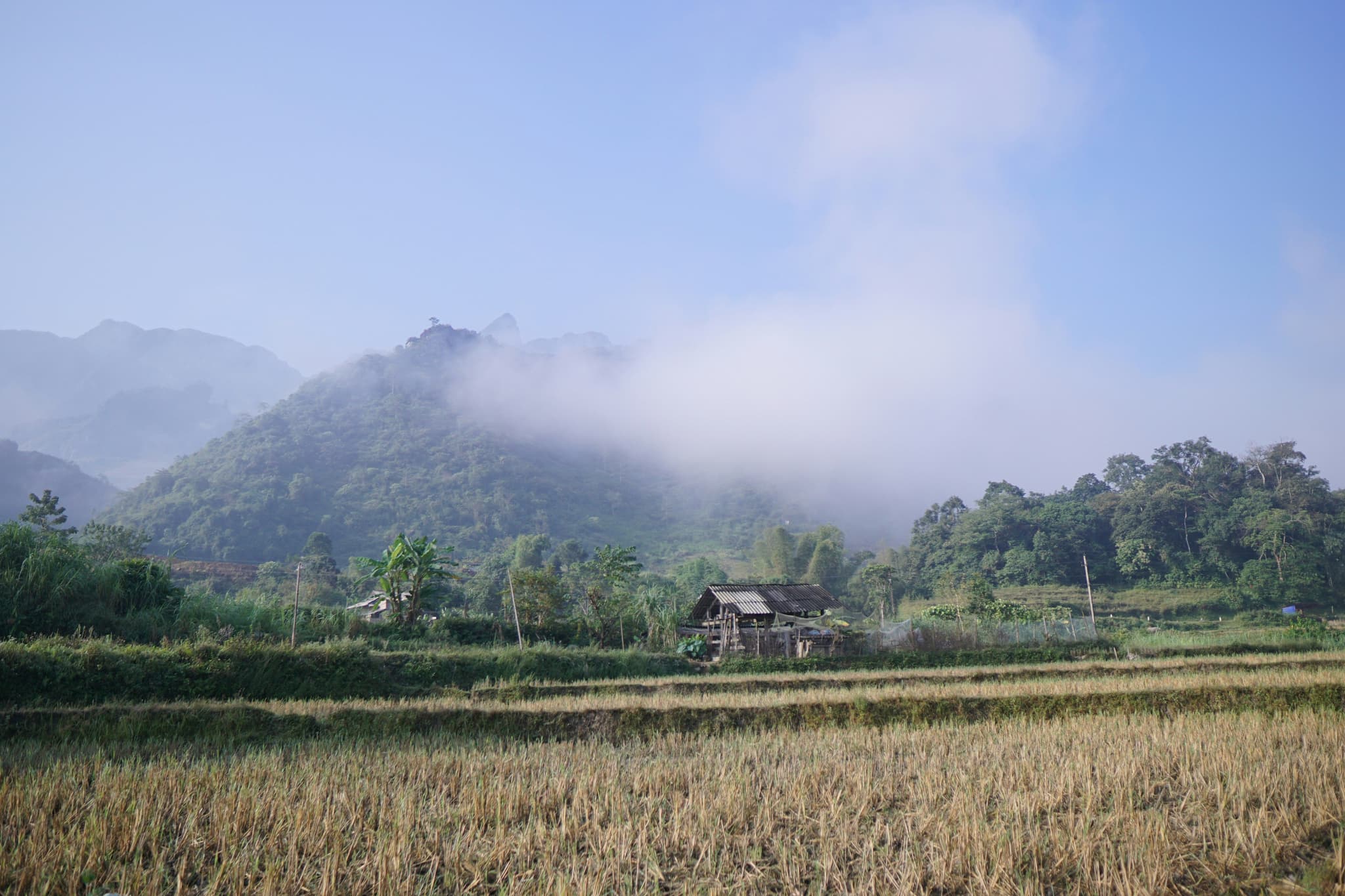 Smoke on a rice field