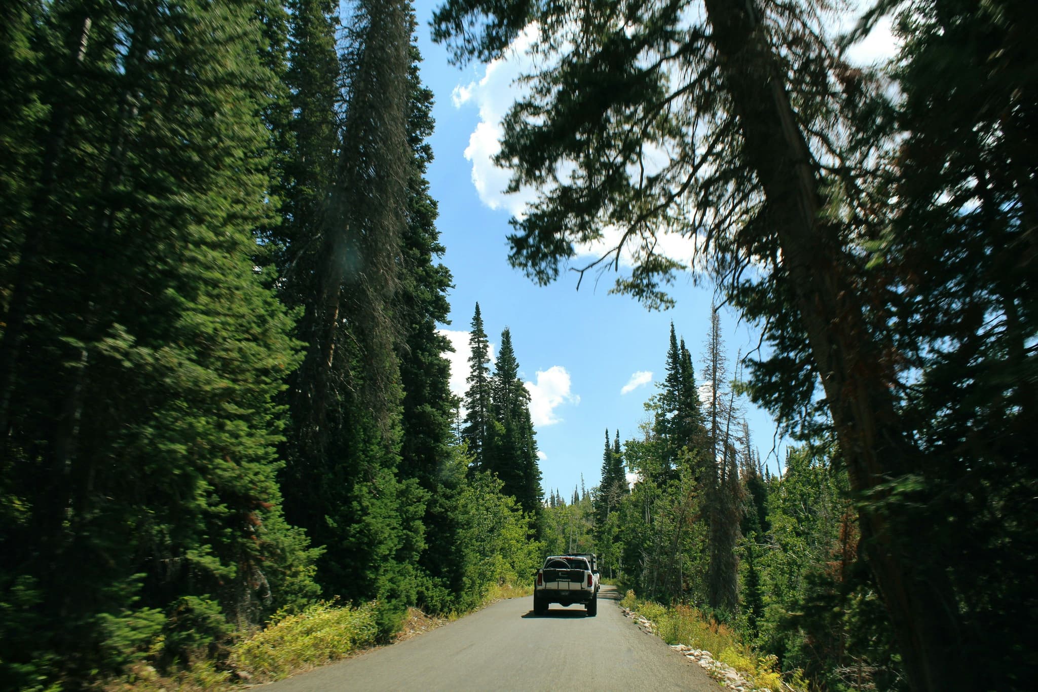 Jeep in the distance driving on a road surrounded by big green trees