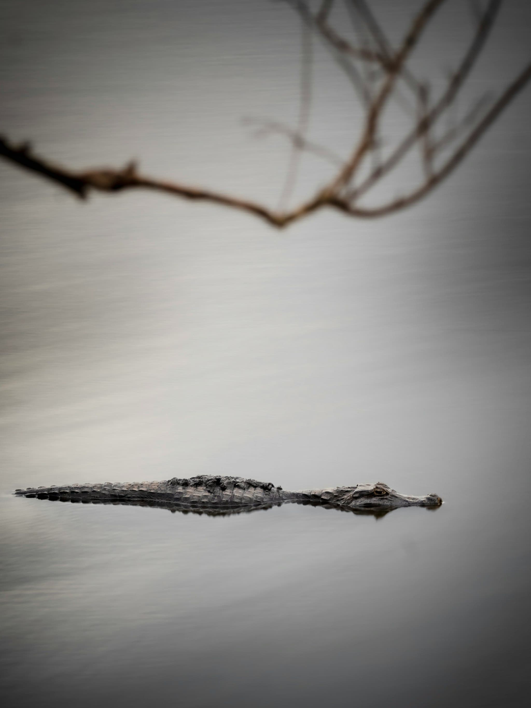 A caiman floating in shallow wetland water