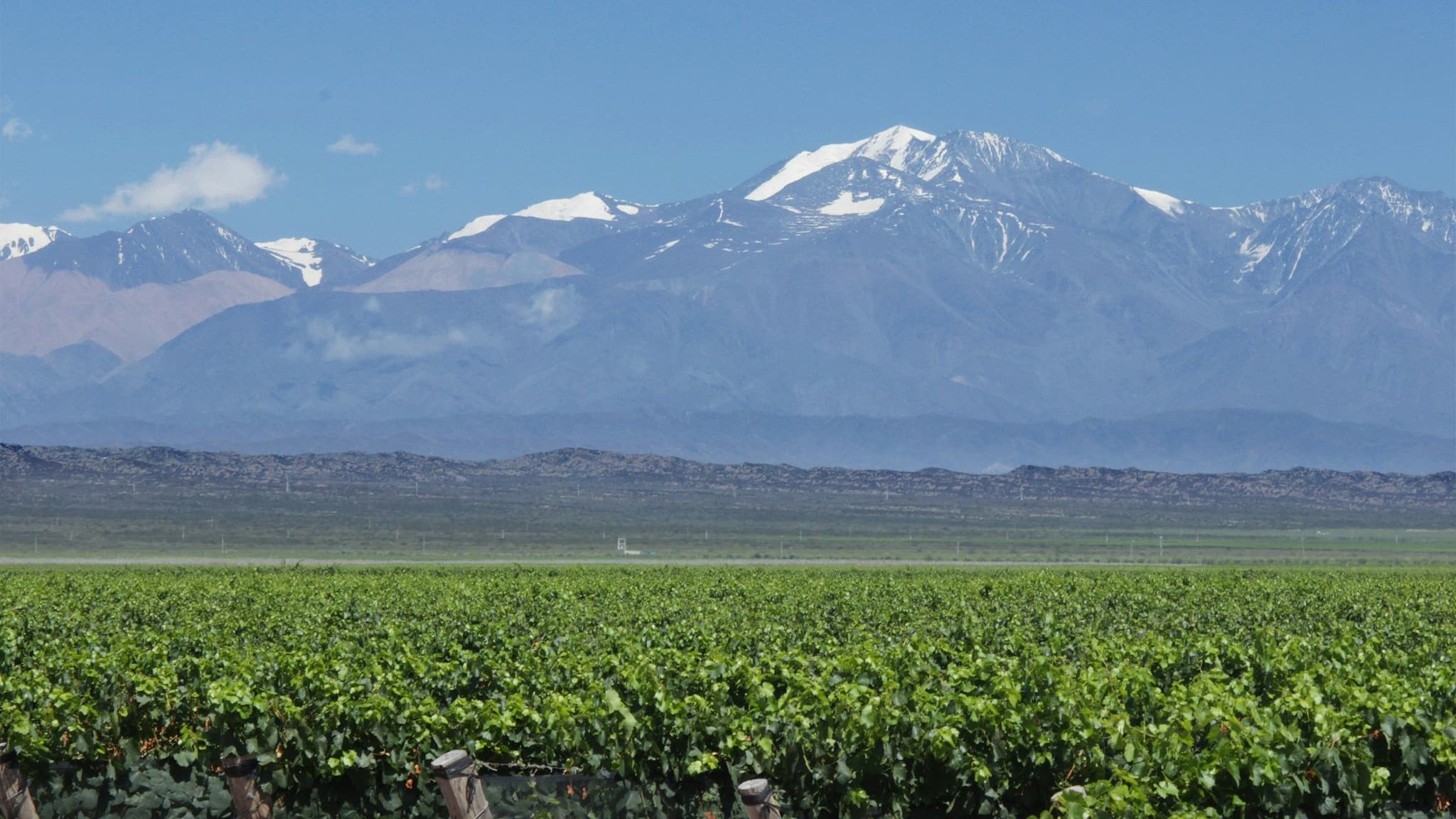 Rows of vines with mountains behind
