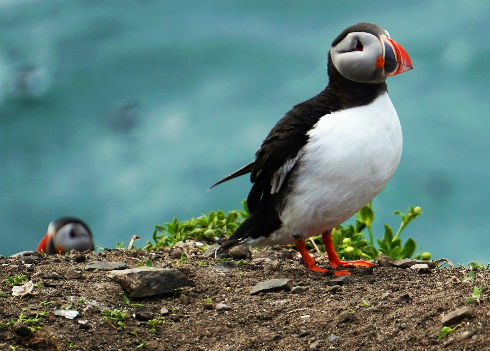 Puffin bird standing on the ground