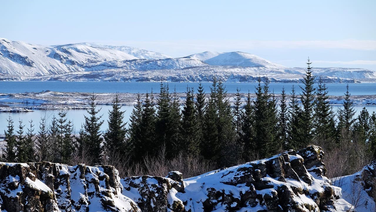 Snow covered mountains and pine trees in Þingvellir National Park with a wide lake in the background under a clear winter sky.