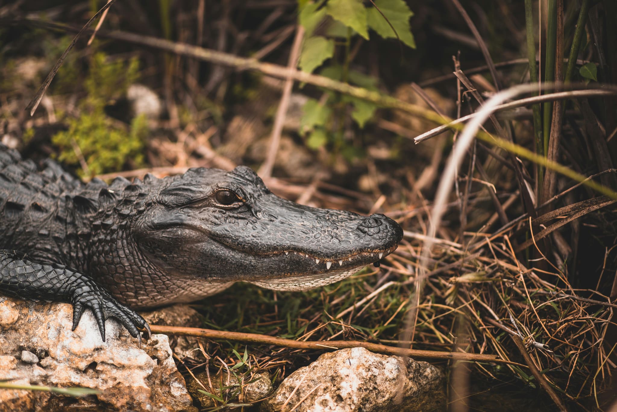 Alligator in Everglades National Park