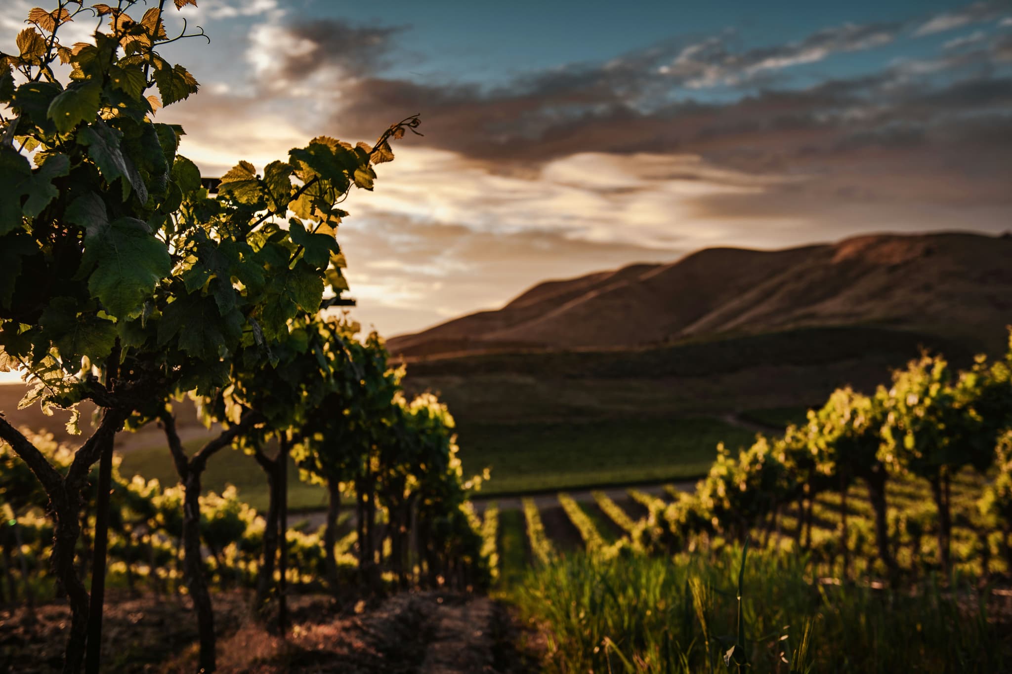 Vineyard with mountain backdrop during sunset in marlborough new zealand