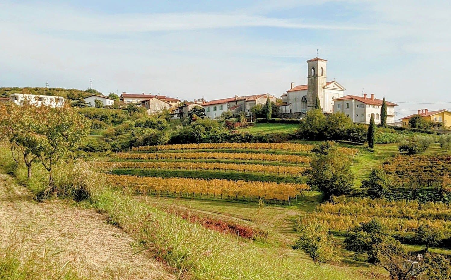 Wine region green grass fields with wine and town of Goriška Brda in the distance