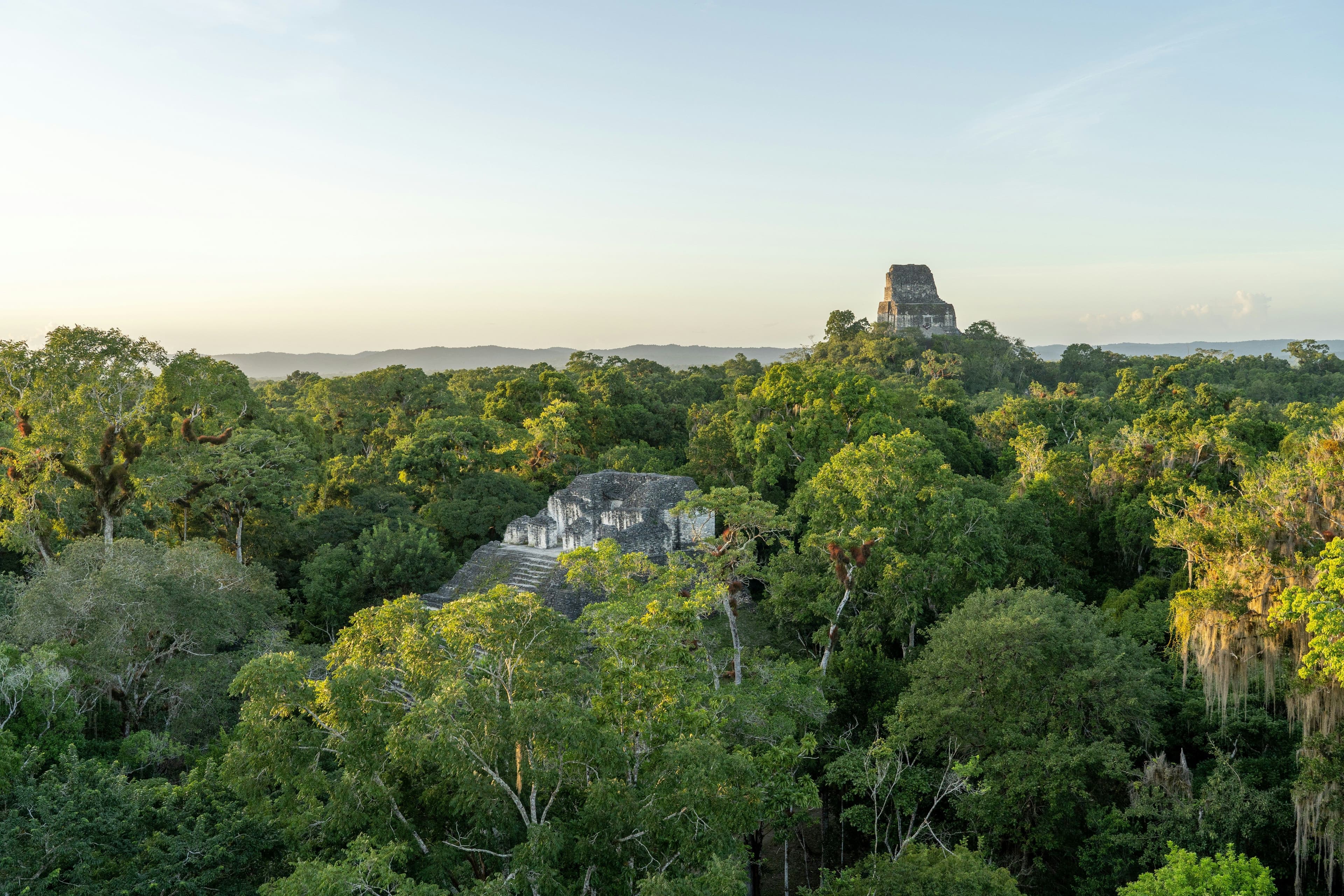 Forest of tikal national park from above, lots of green trees visible