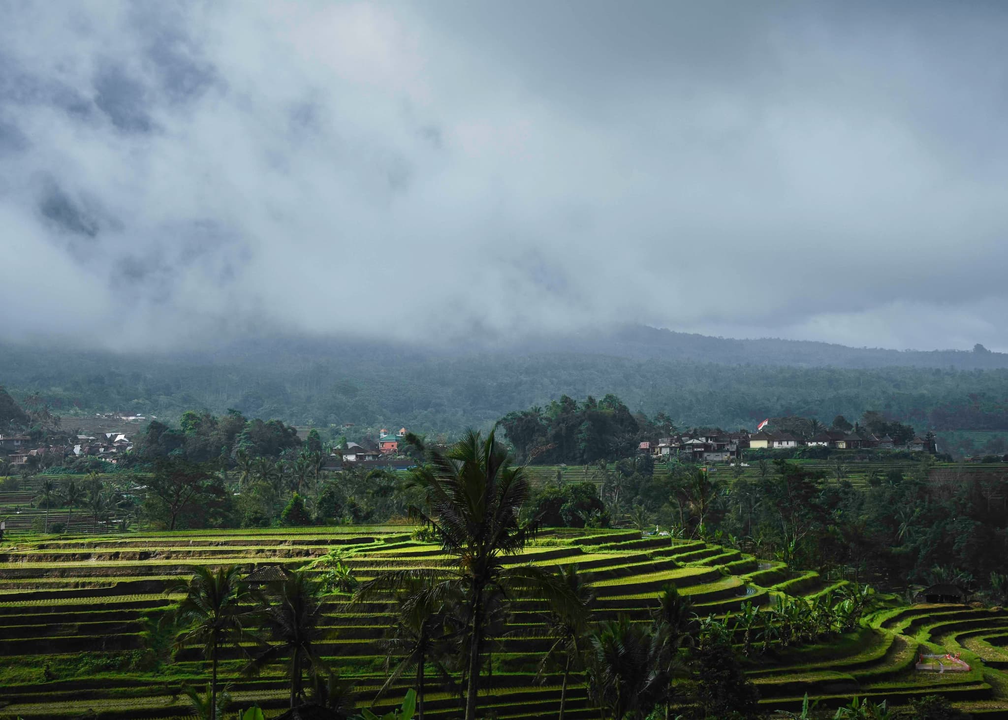 Grey clouds, green rice fields