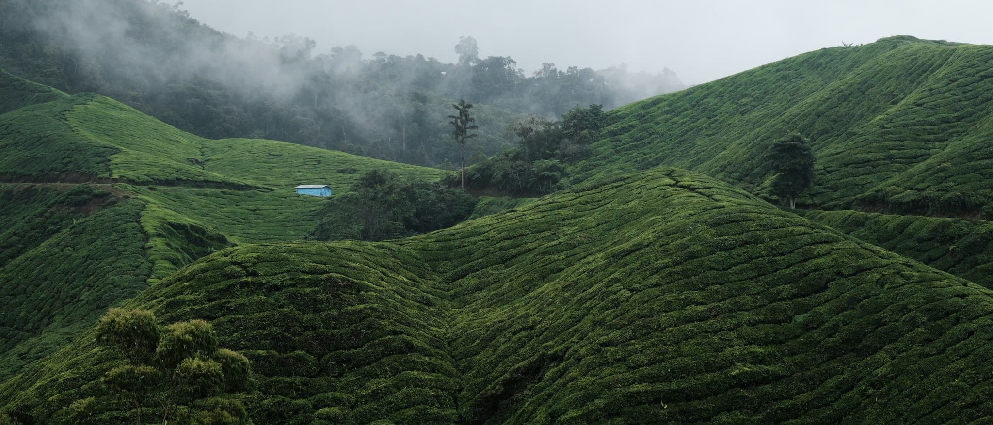 Rows of tea bushes covering the hills of the Cameron Highlands