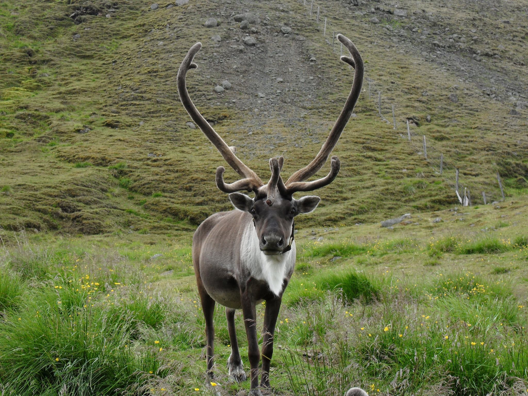 A grey and black reindeer standing in a grass field in Iceland