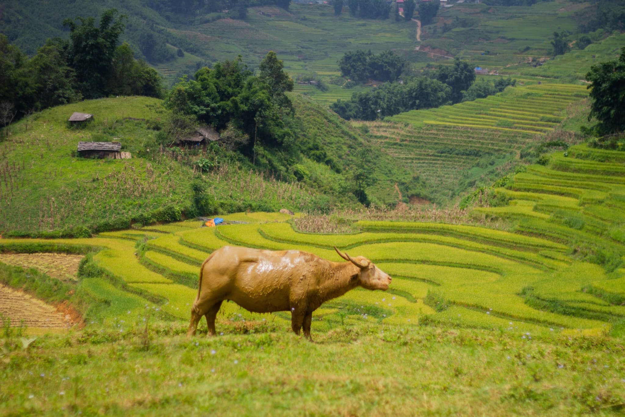 Buffalo standing in green rice field in vietnam