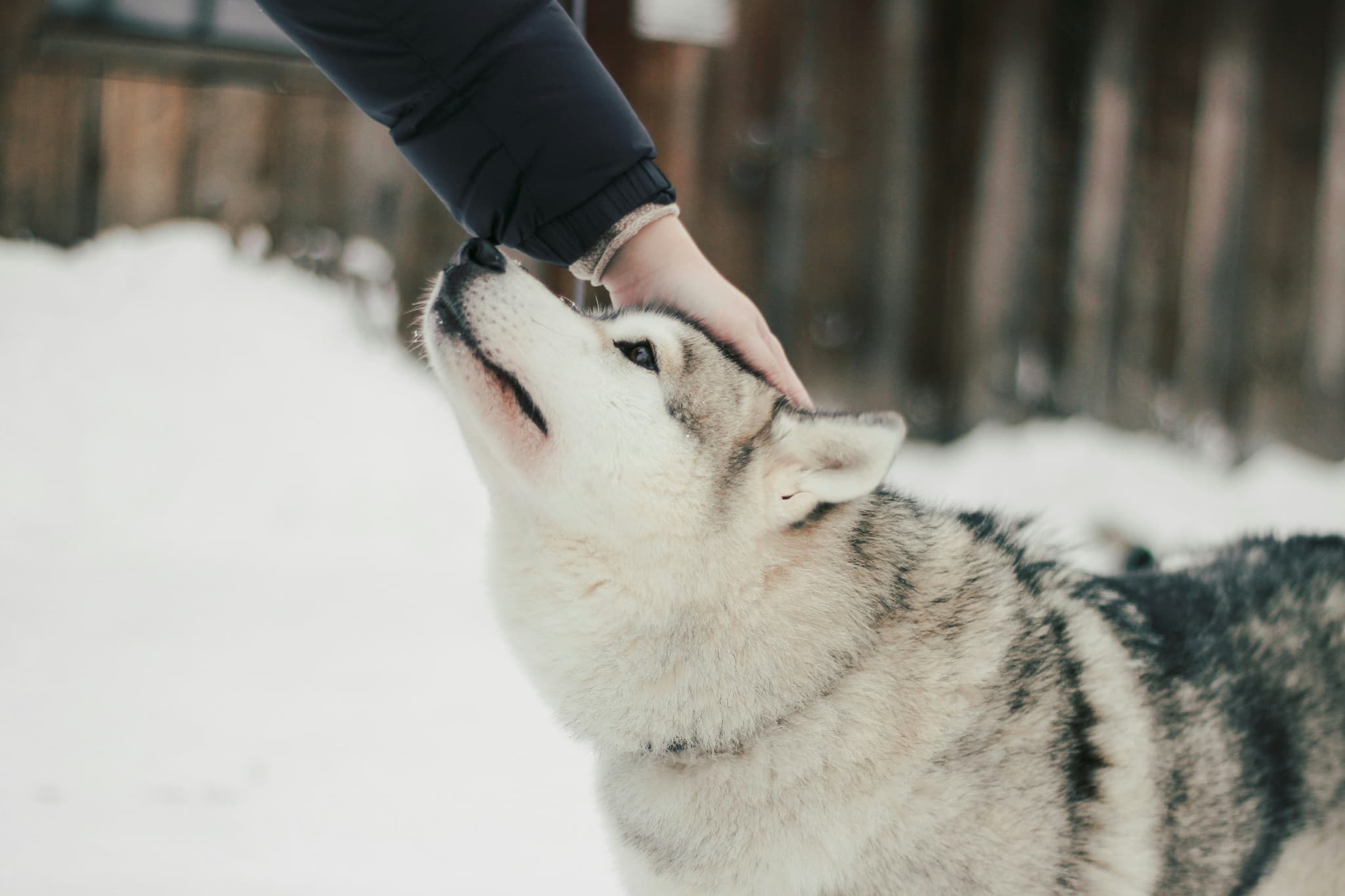 A hand petting a husky in the snow