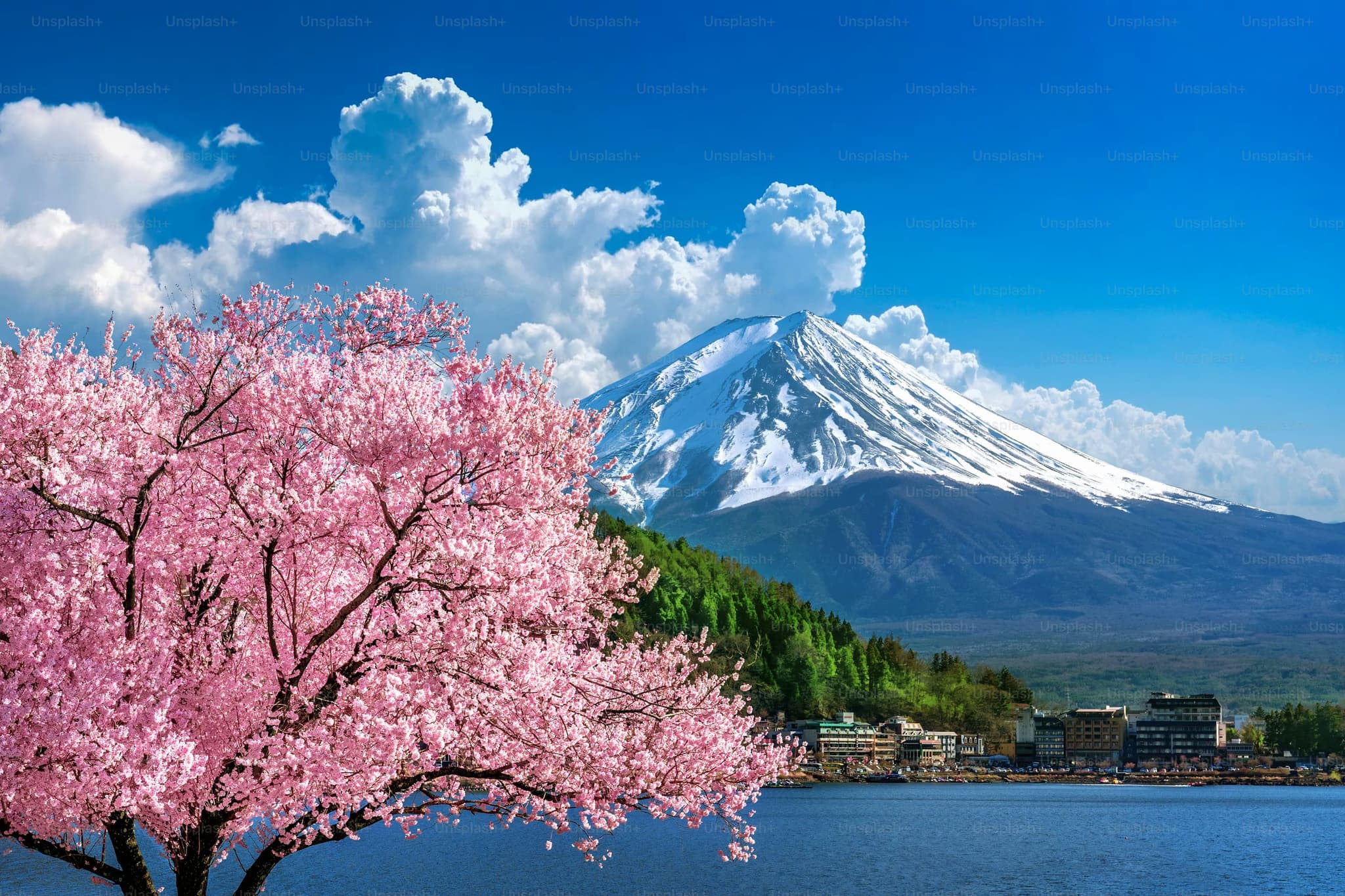 Cherry blossom tree in front of a snow mountain