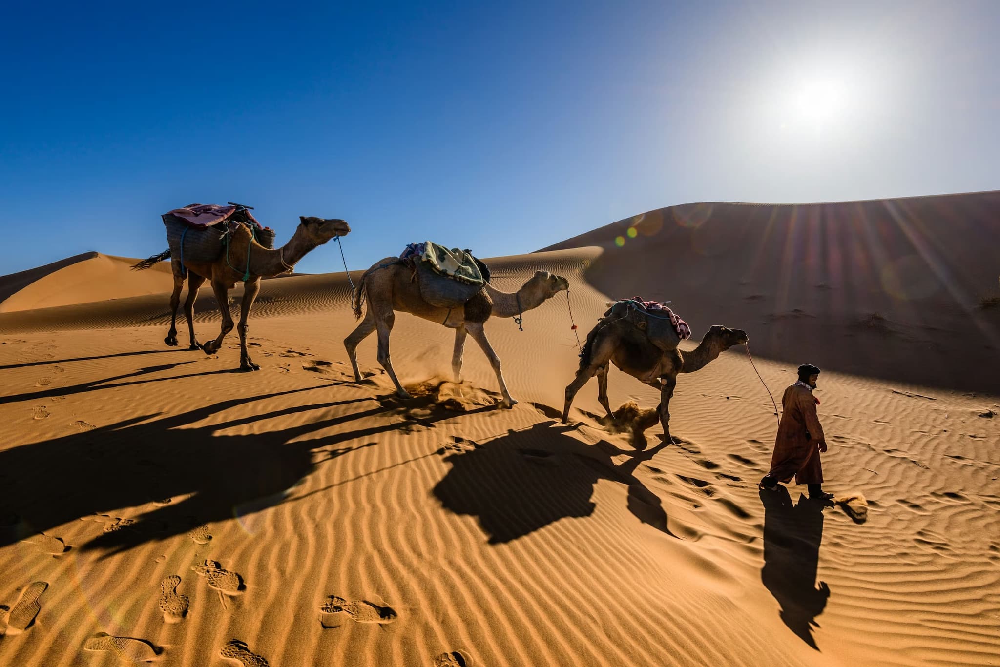 A person leads three camels across sunlit sand dunes, casting long shadows. The sky is clear and the desert scene conveys a sense of tranquility and warmth.