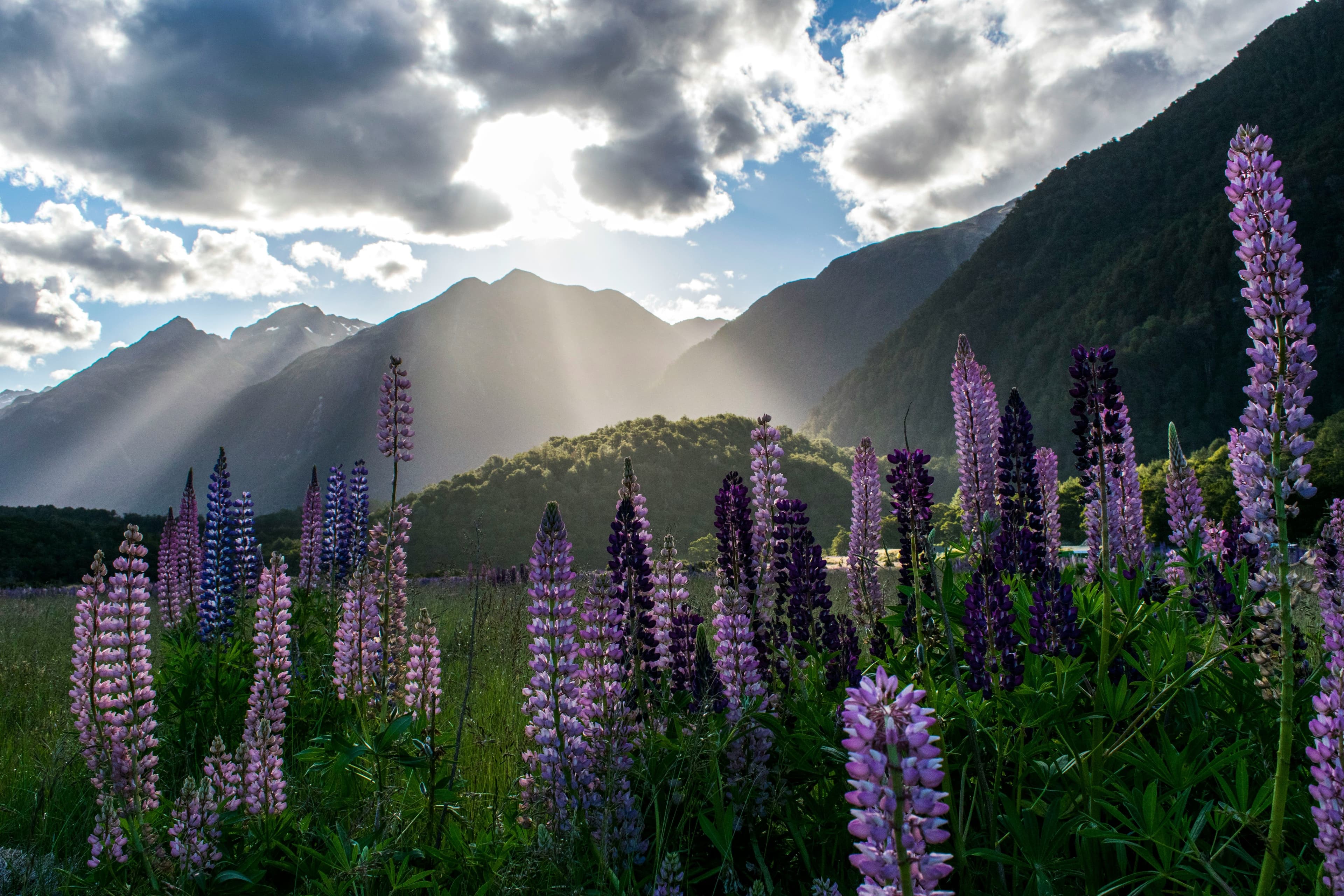 Purple flowers in a mountain landscape in New Zealand