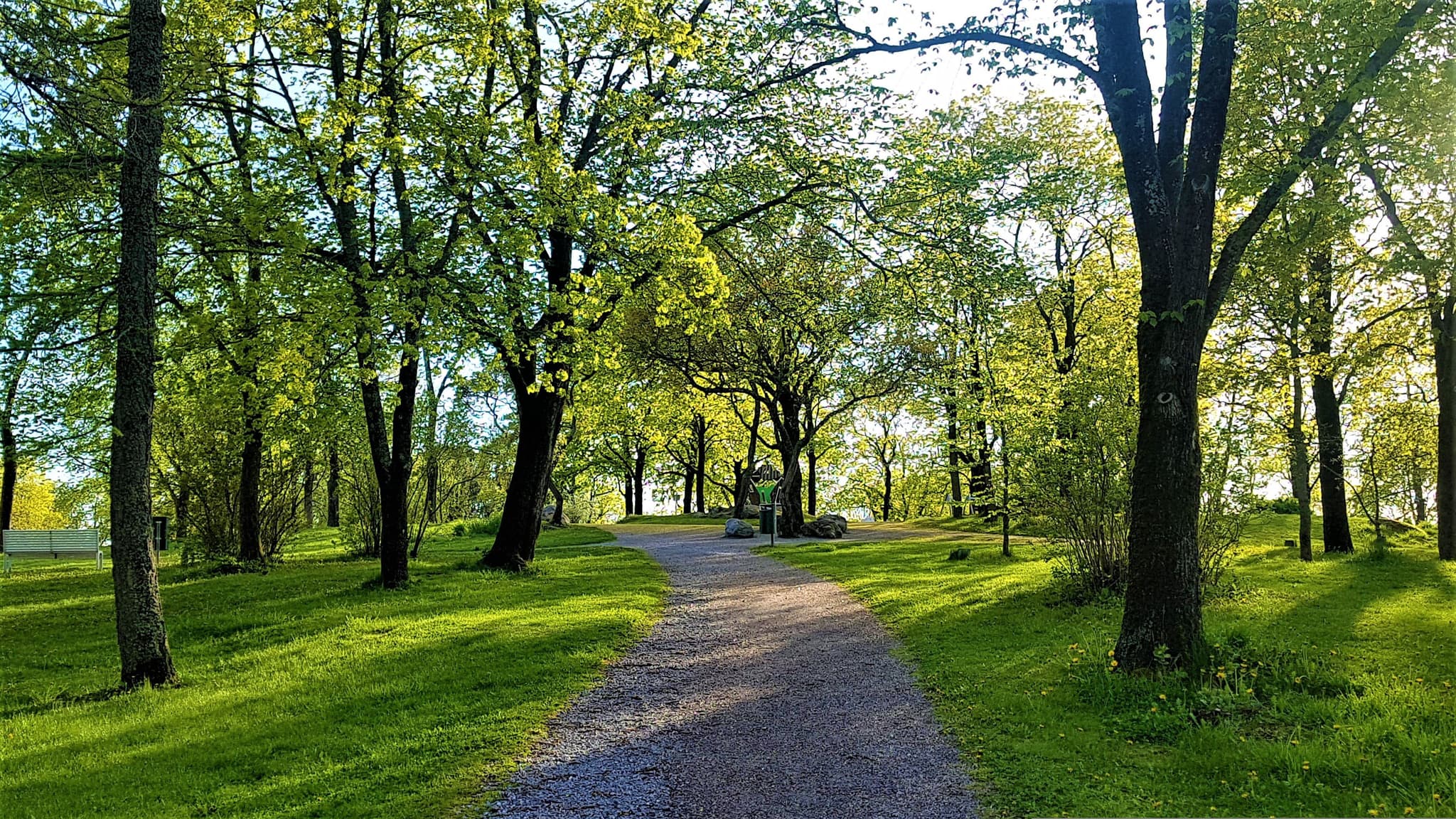 Green park with green trees and a path in the middle