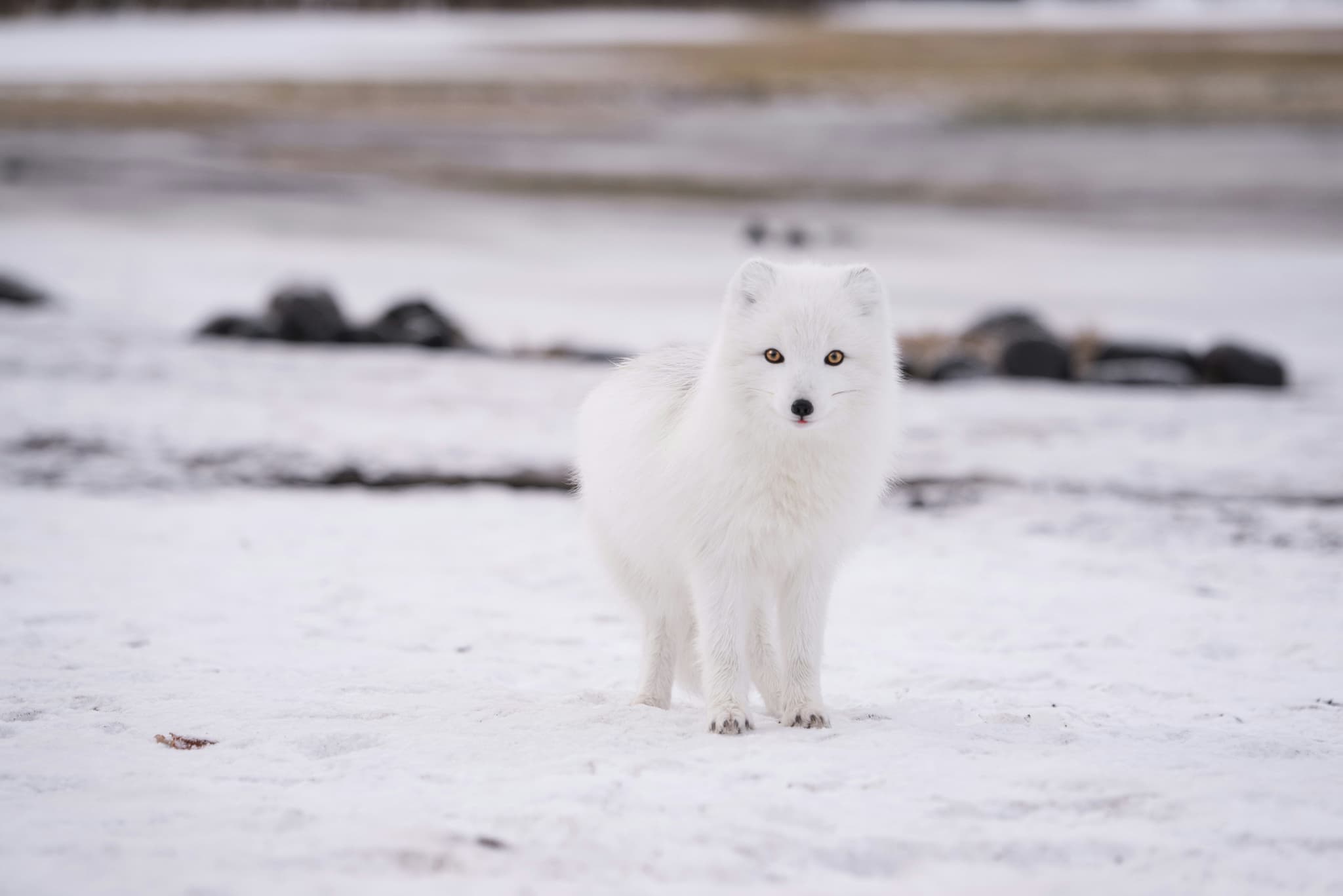 The arctic fox standing in the snow in Iceland