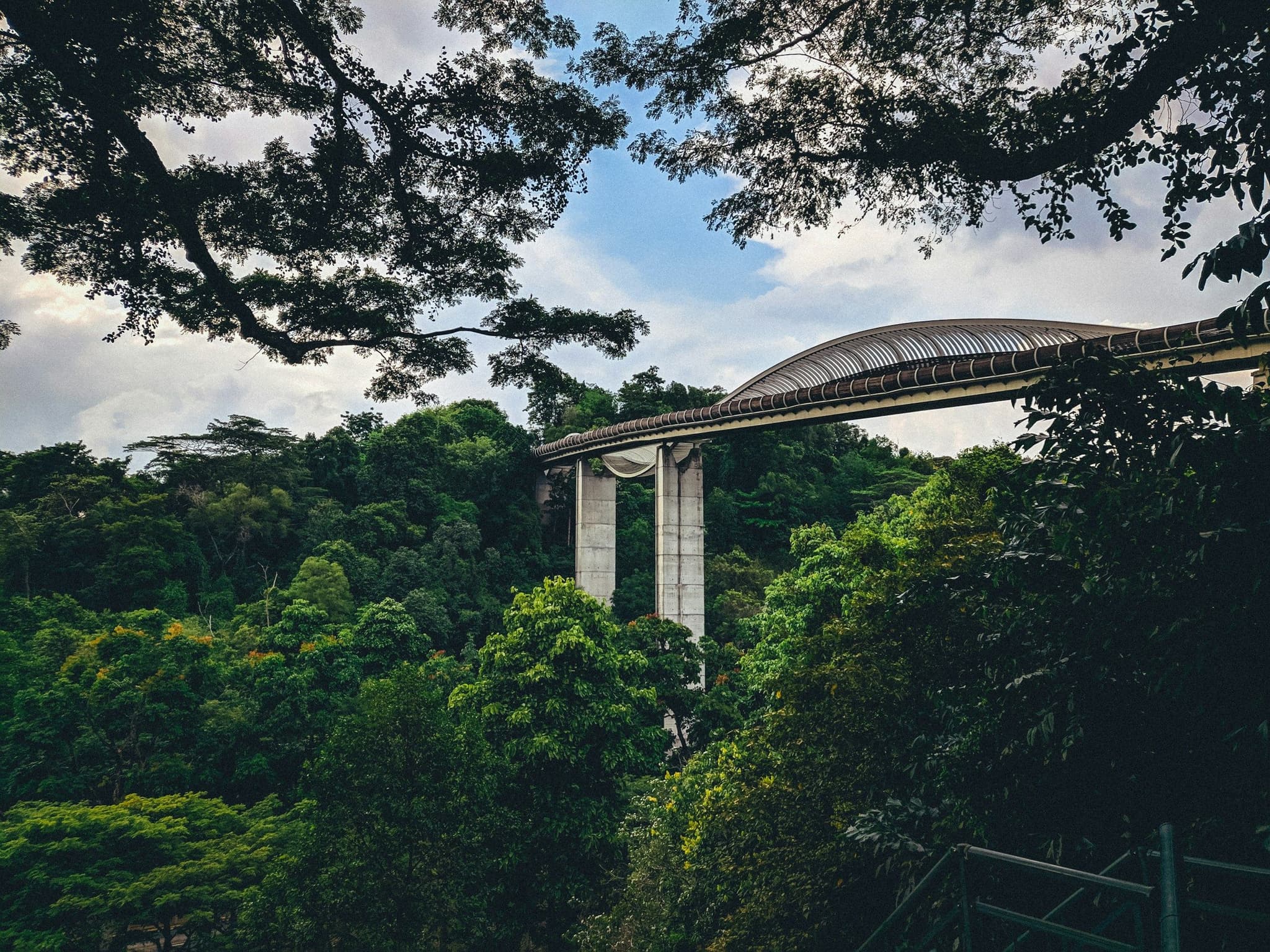 The Henderson Waves bridge curving over the treetops