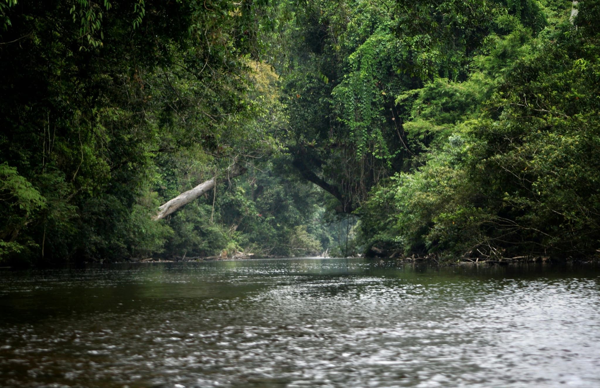 A river winding through dense rainforest in Taman Negara