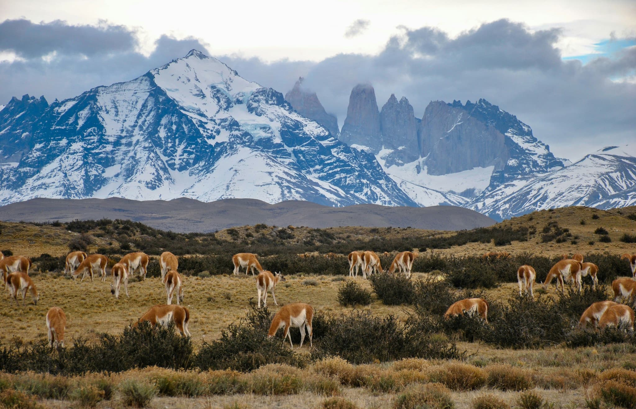 Gazelle on a grass field surrounded by snowy mountains