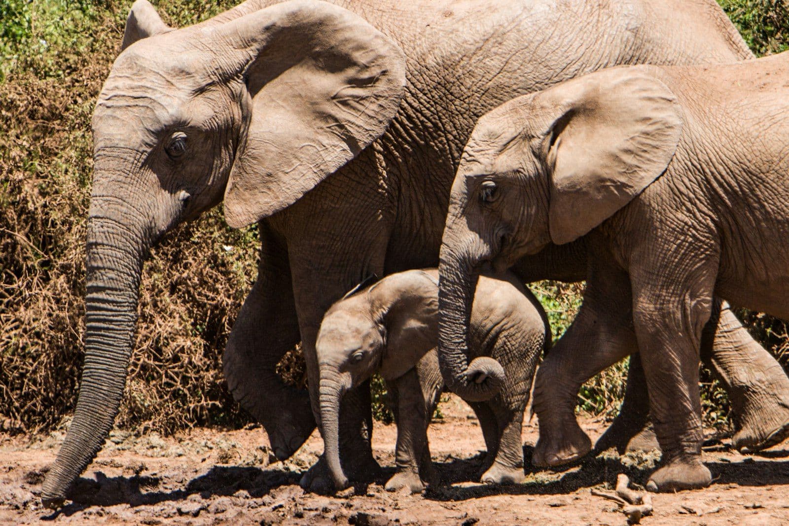 A young elephant family in Addo Elephant National Park
