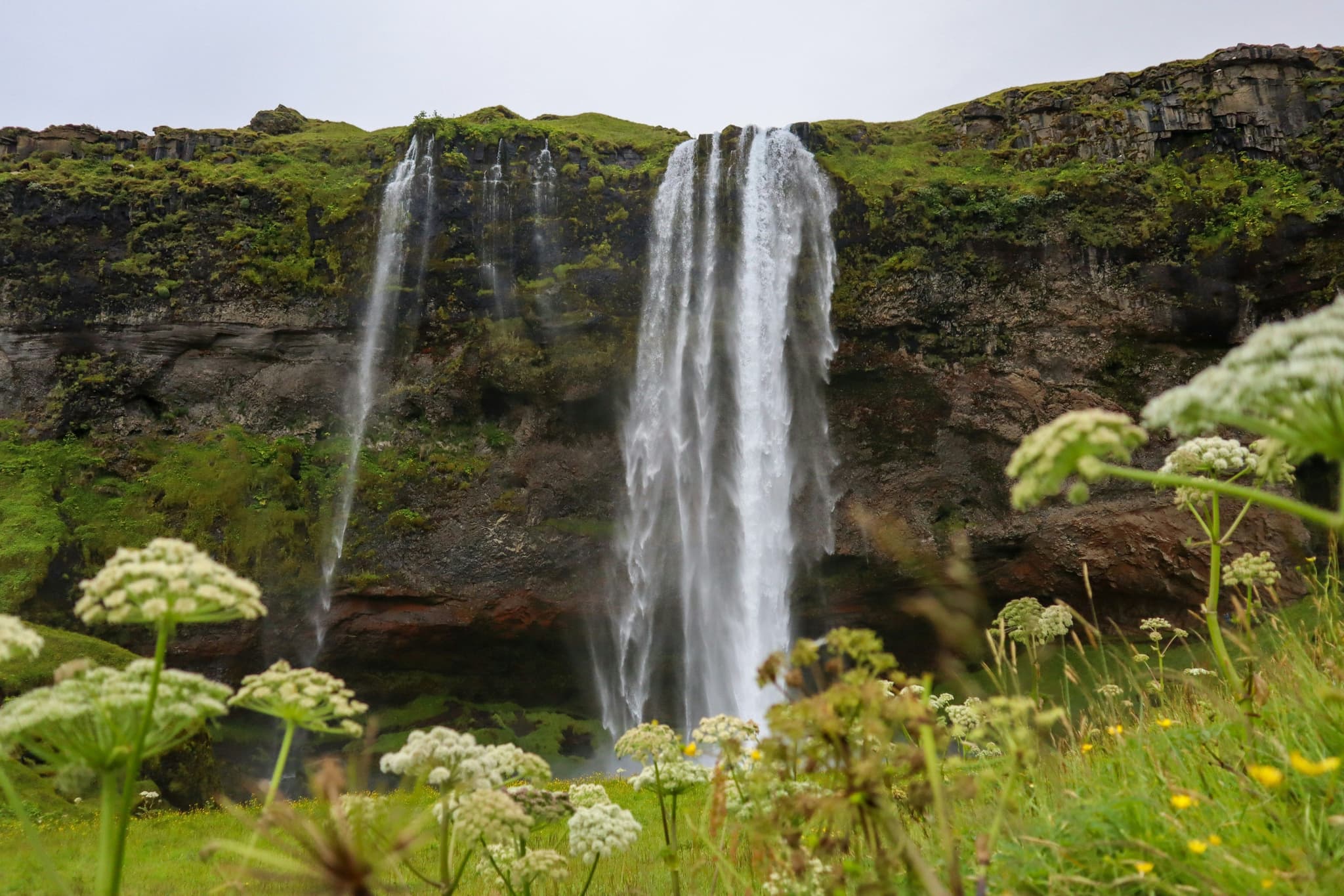 Seljalandsfoss waterfall surrounded by white flowers and green grass