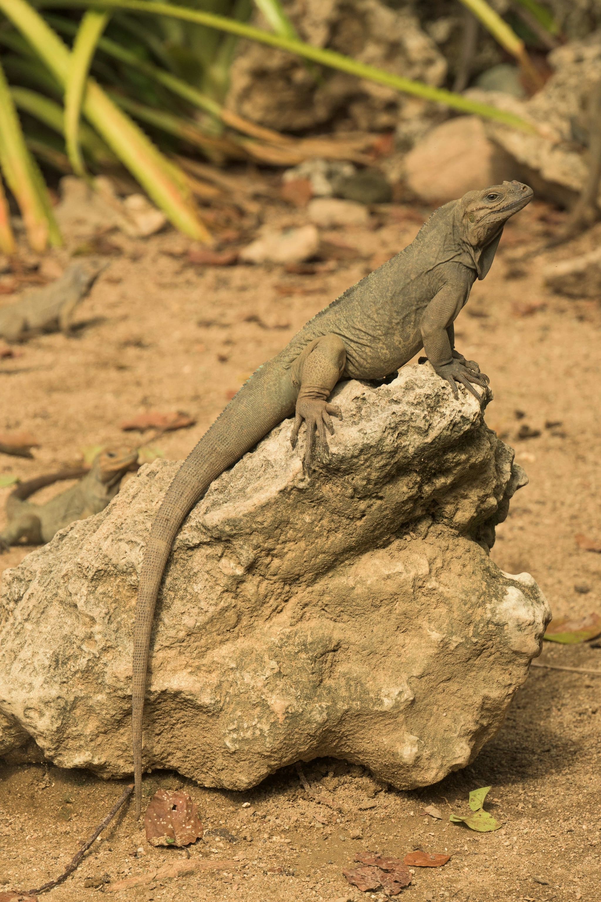 A rhinoceros iguana resting on a rock