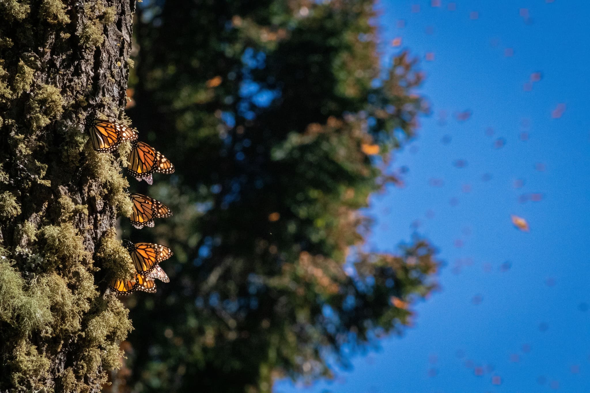 Monarch butterflies clustered on a tree branch in central Mexico