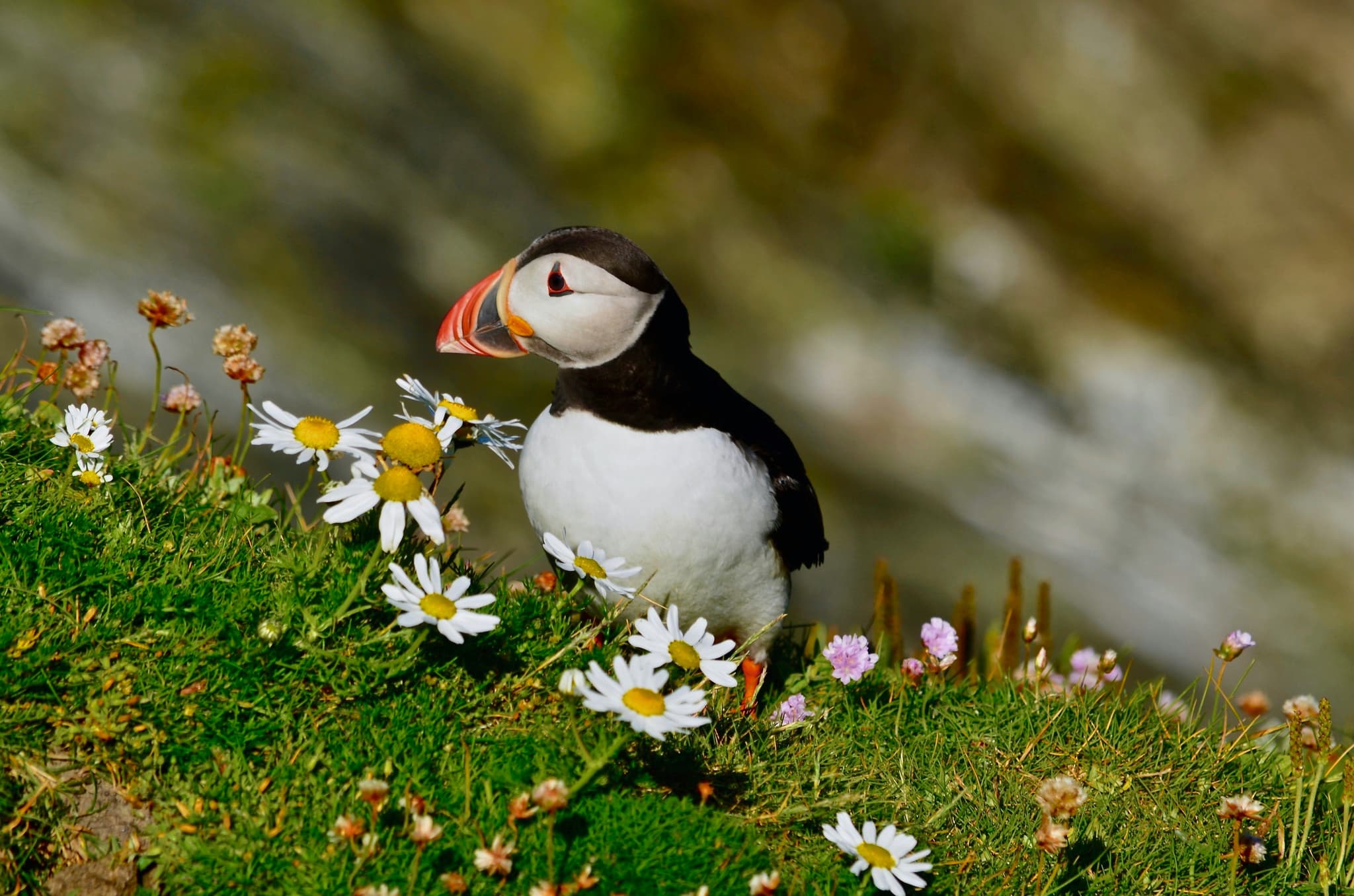 A puffin standing on a grassy hill with flowers.
