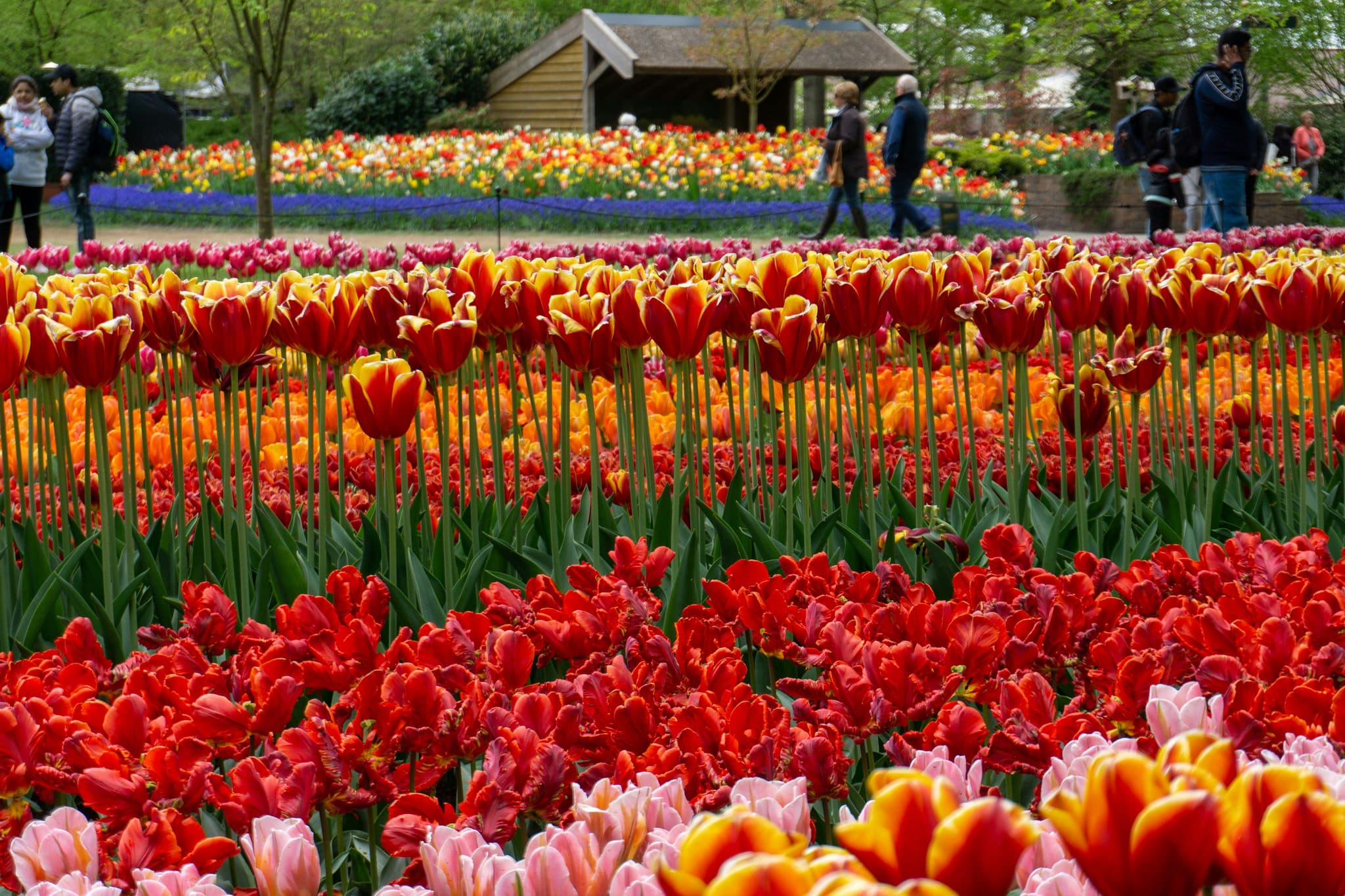 tulip fields at Keukenhof Gardens