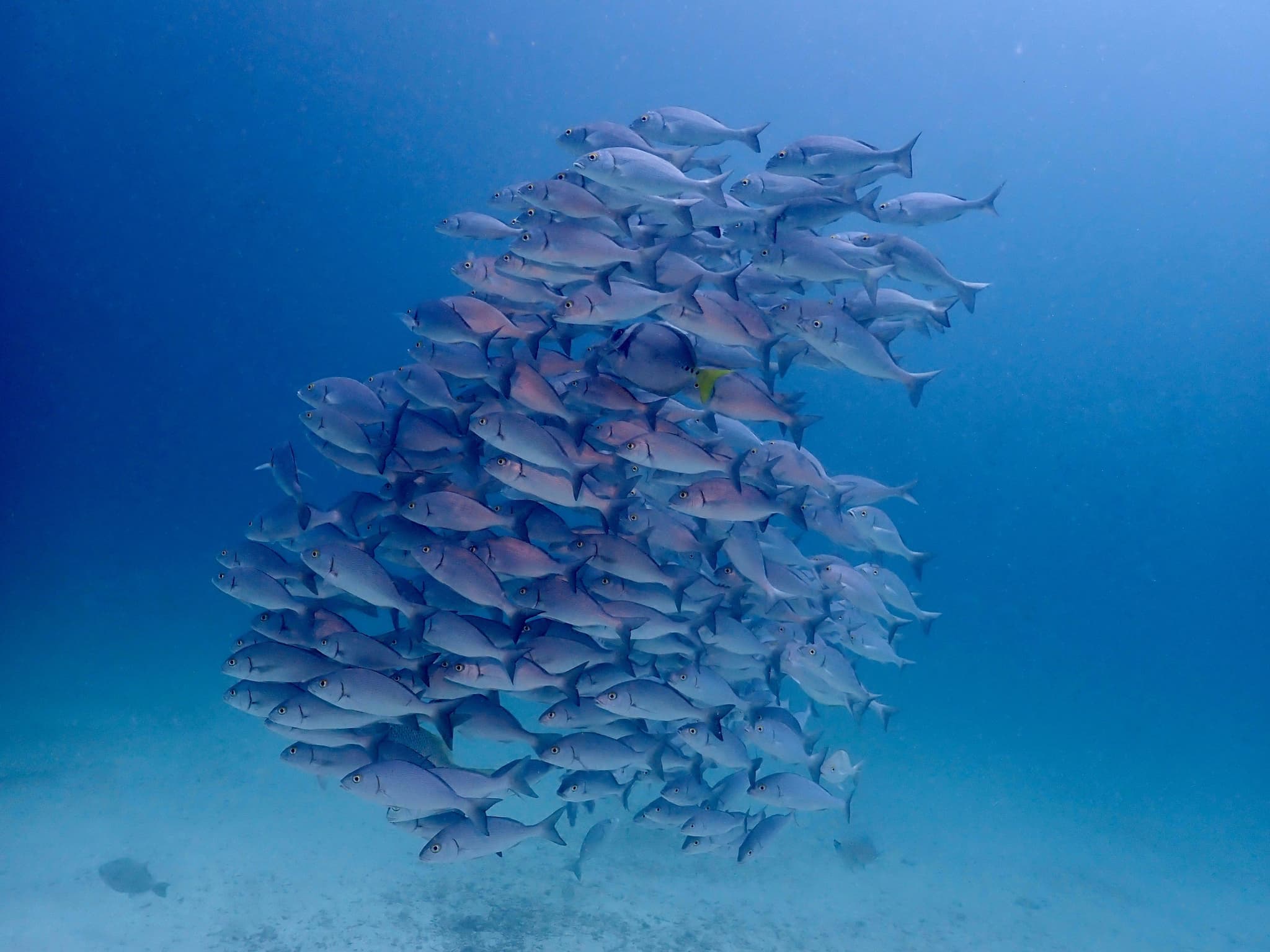 Galápagos Islands fish
