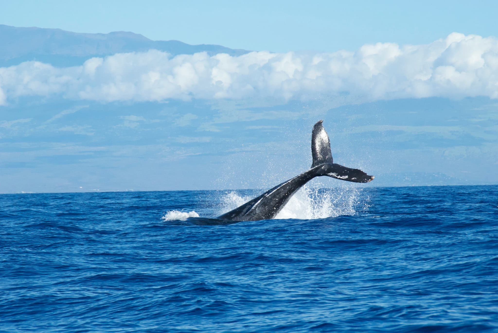A tail of a whale sticking out of the blue sea water in Hermanus