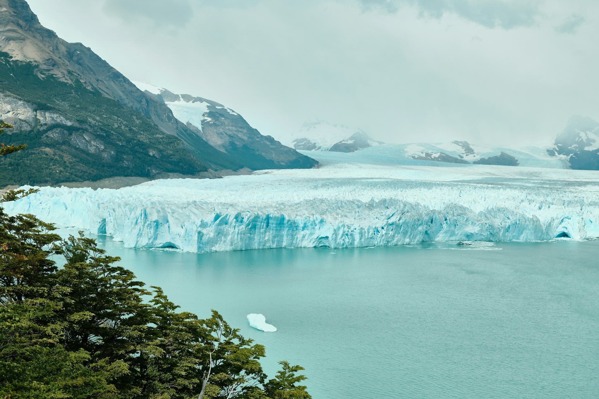 The Perito Moreno Glacier seen through lenga branches from the boardwalk