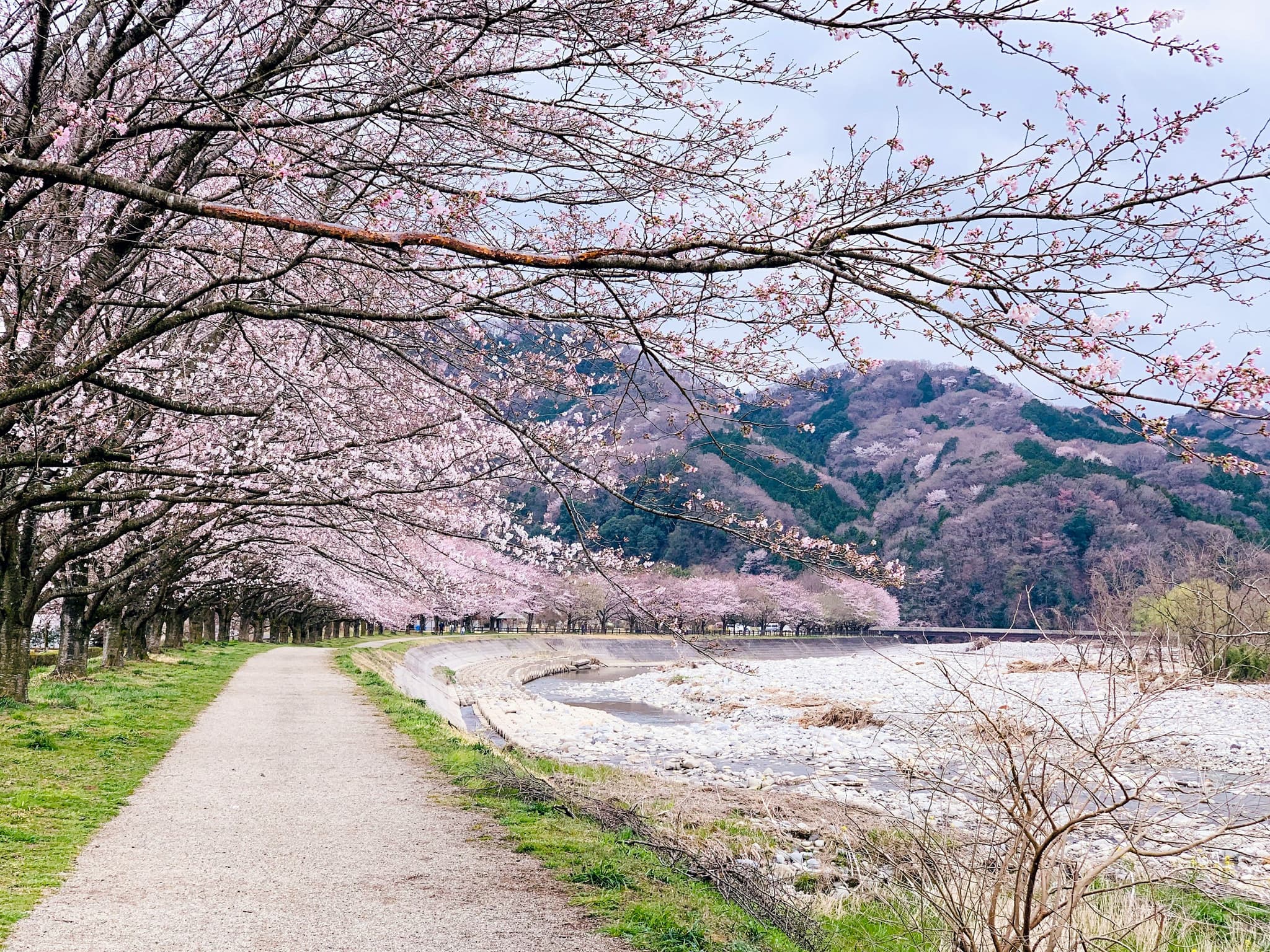 Path with cherry blossom trees near a lake in Japan