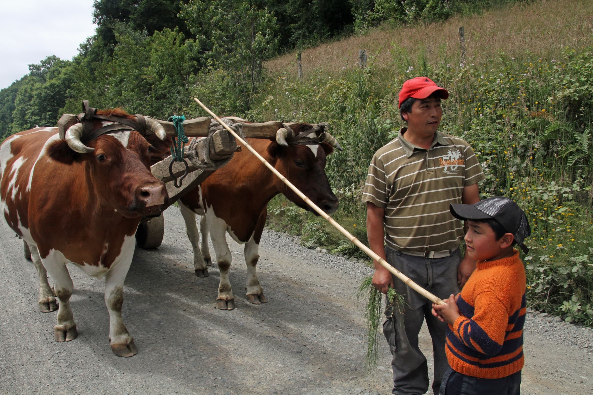 Cows and chilean local people in country side