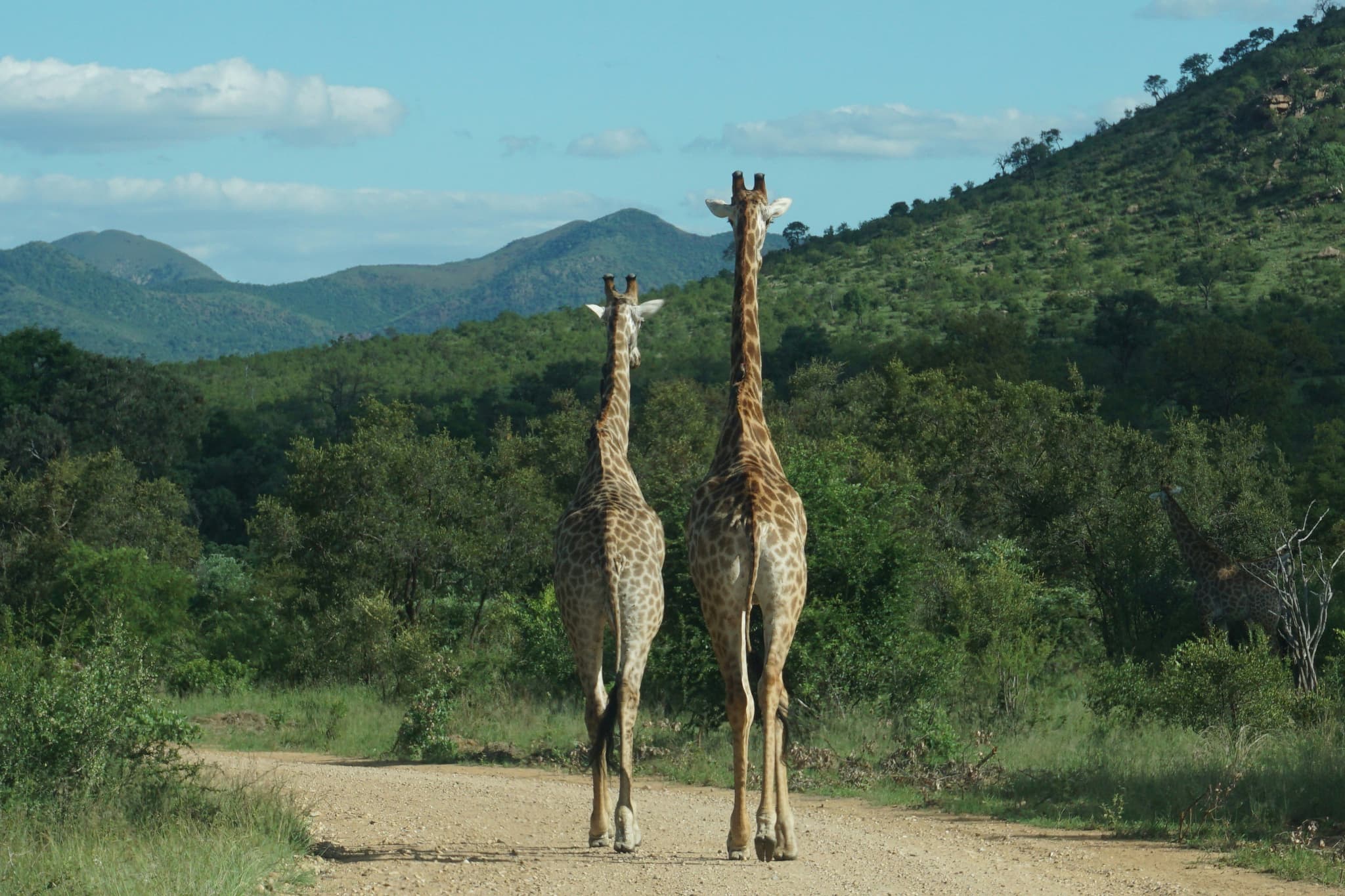 Two giraffe walking side by side on a sand road in Kruger National Park
