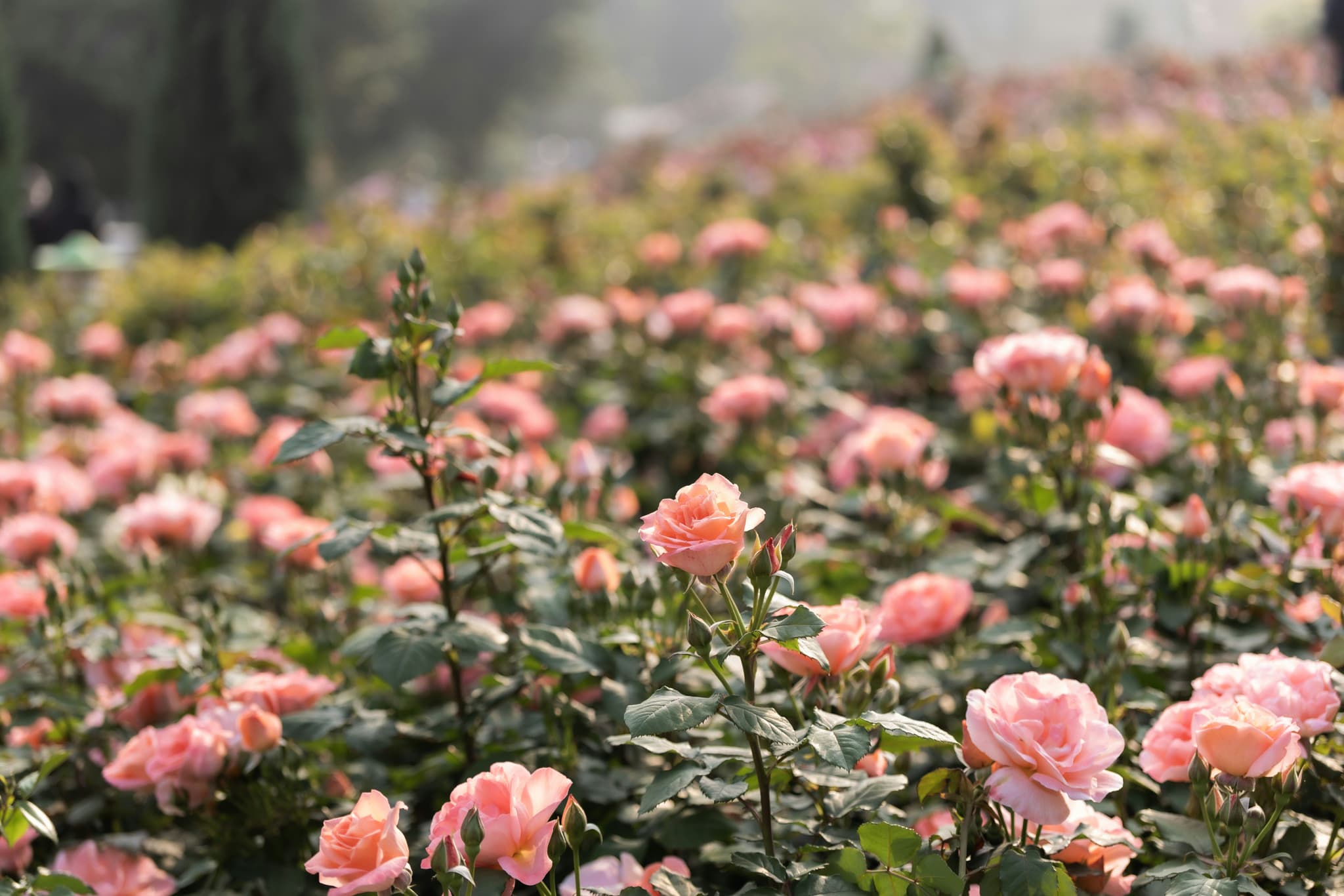 bush with pink roses