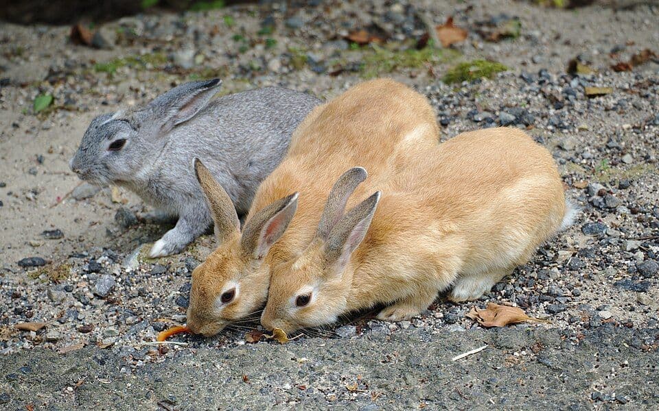 Three rabbits eating from the ground in Okunoshima