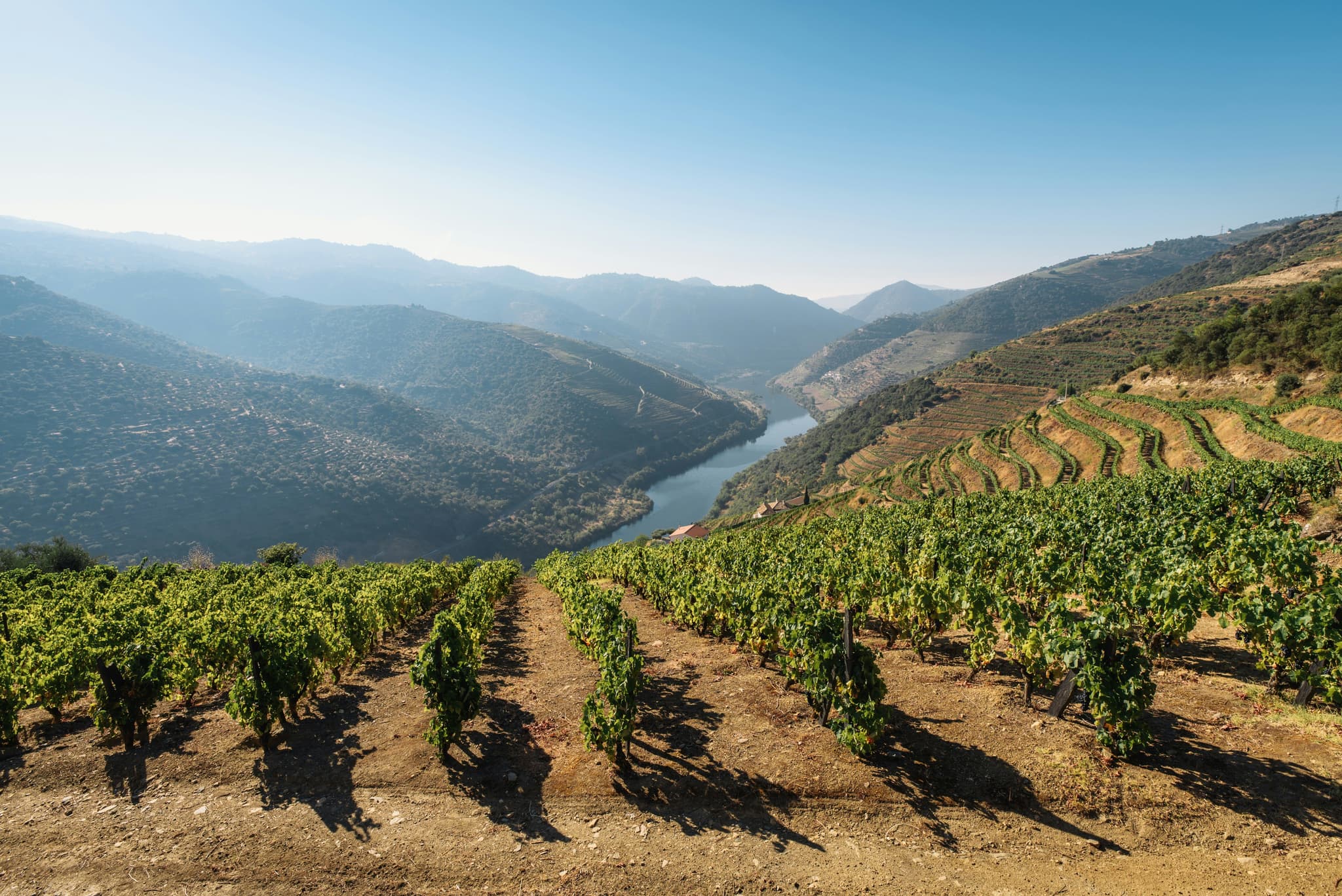 Grape vineyard and mountains in portugal