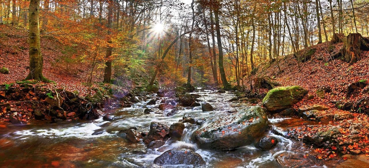 A peaceful forest stream in Germany surrounded by autumn trees with colourful leaves and sunlight filtering through.